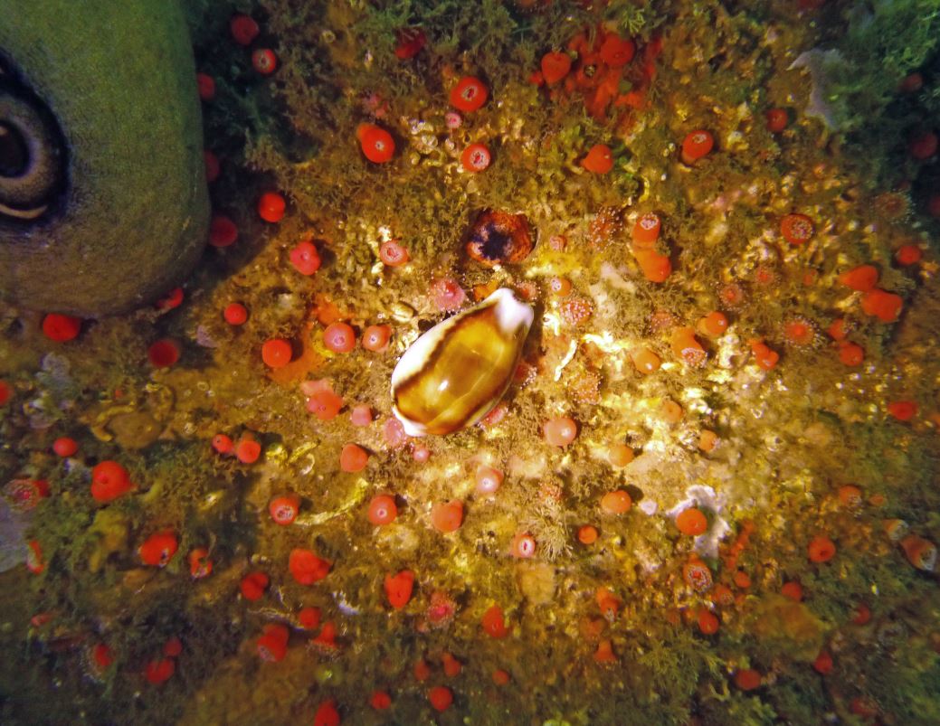 Chestnut cowrie surrounded by clubbed tip anemones/strawberry anemones and giant keyhole limpet nearby, Refugio State Beach, 2020.