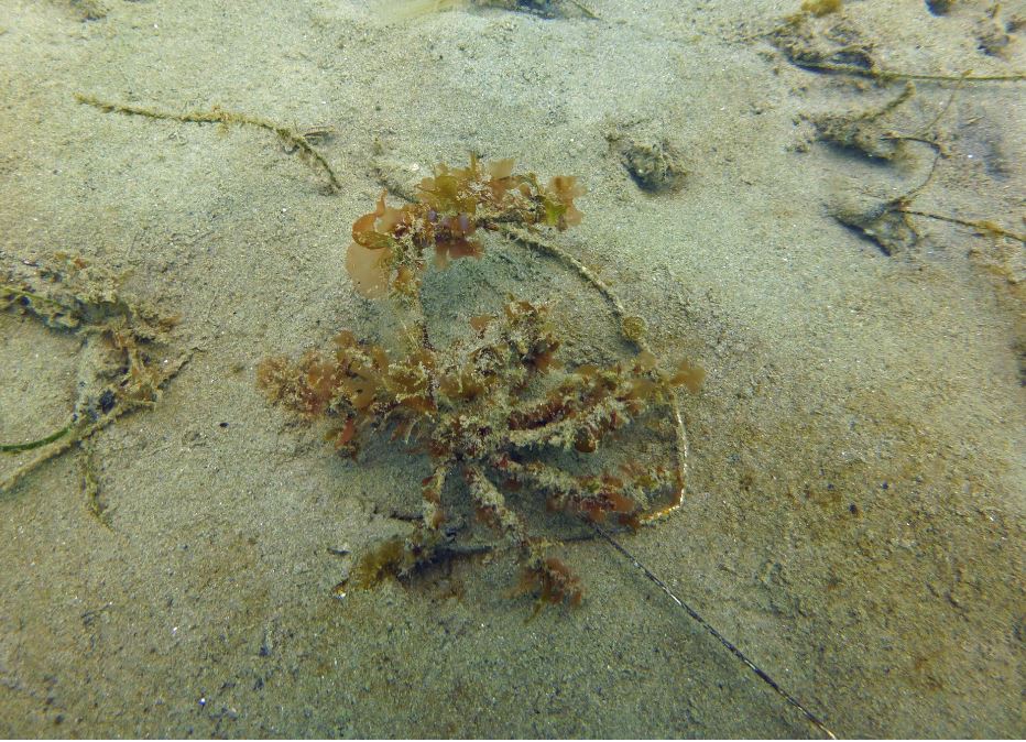 Decorator crab, Refugio State Beach 2020.