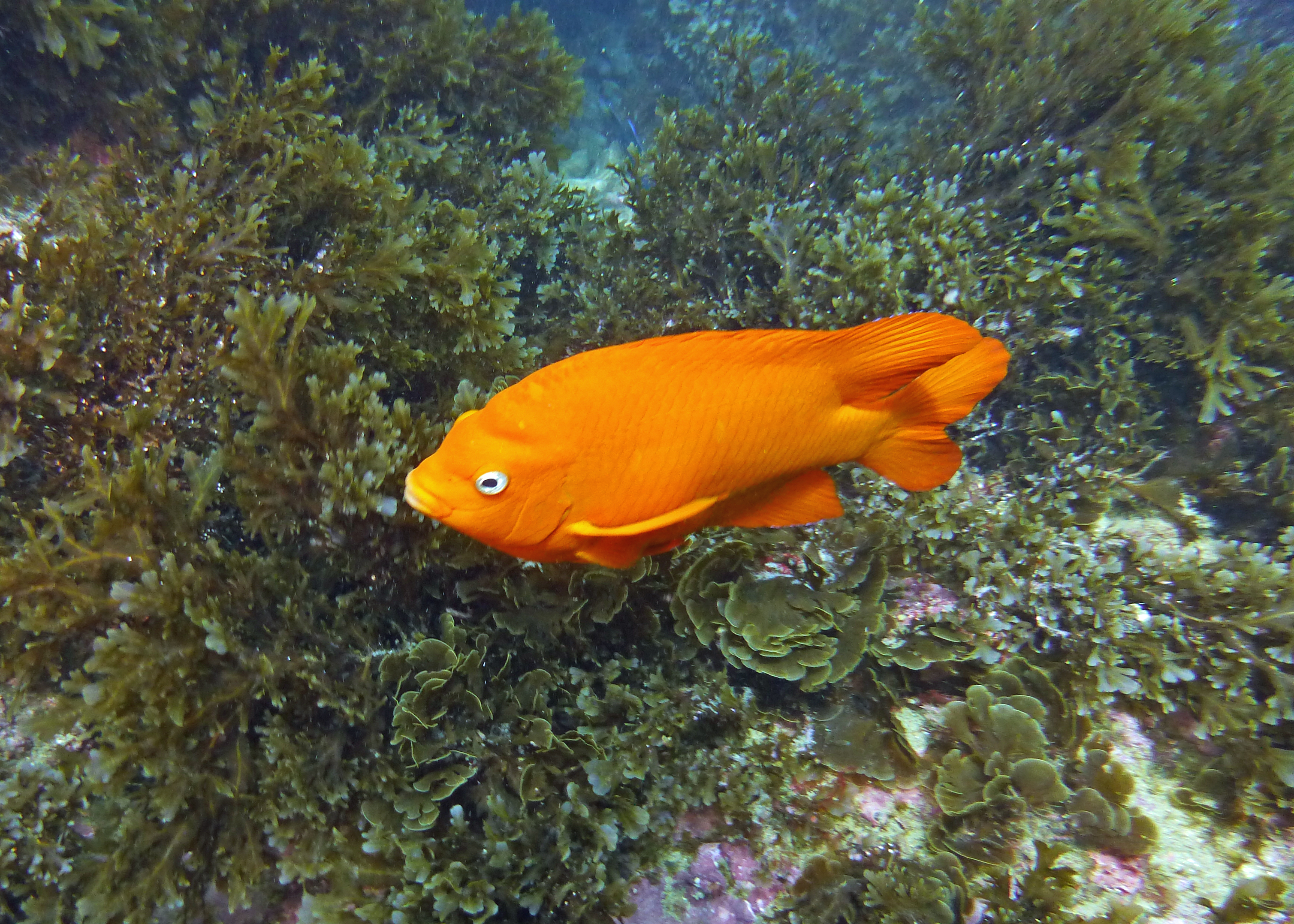Garibaldi, Catalina 2024.