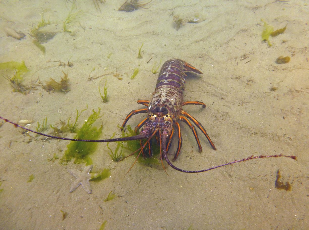 Small lobster with spiny sand star, Refugio State Beach 2020.