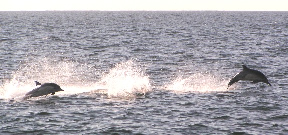 Two long-beaked common dolphins on the way to Anacapa and Santa Cruz 2006.