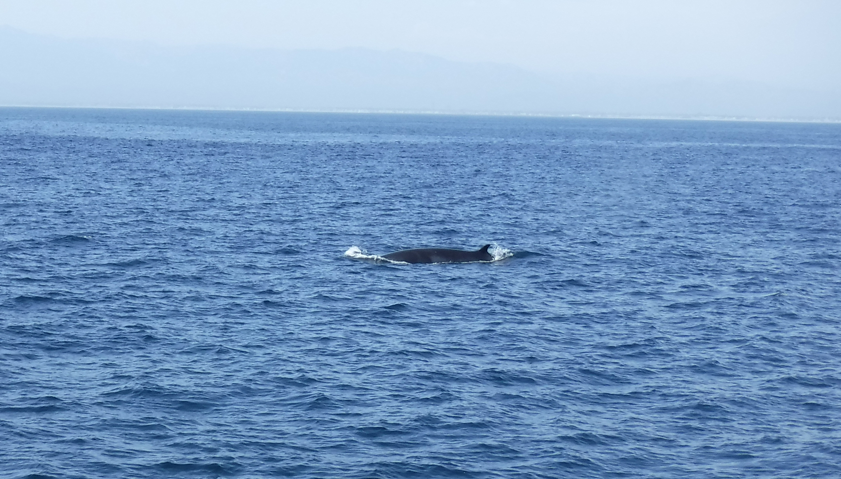 Minke whale, Anacapa 2017.