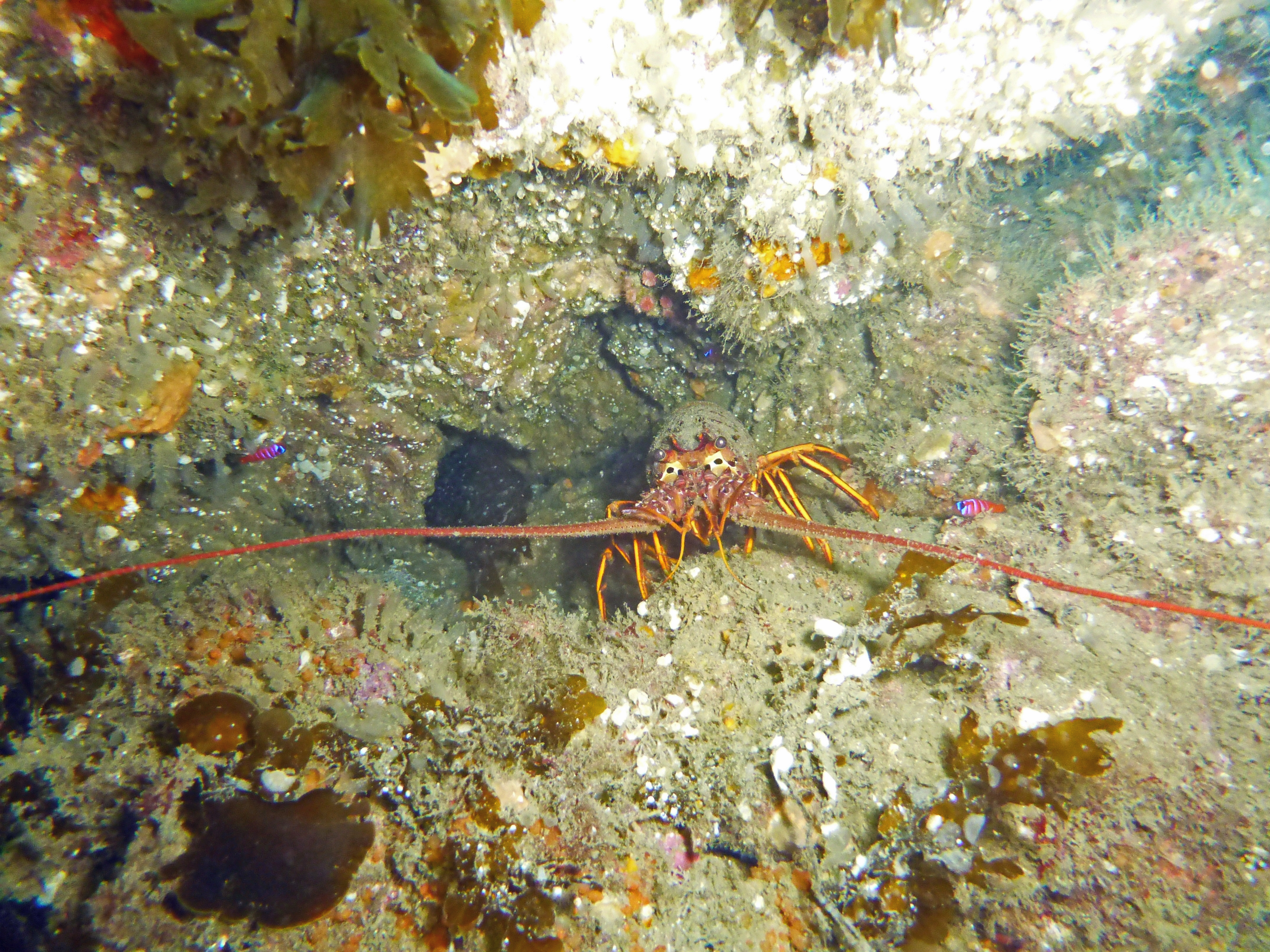 Small lobster with blue-banded gobies, Catalina 2019.