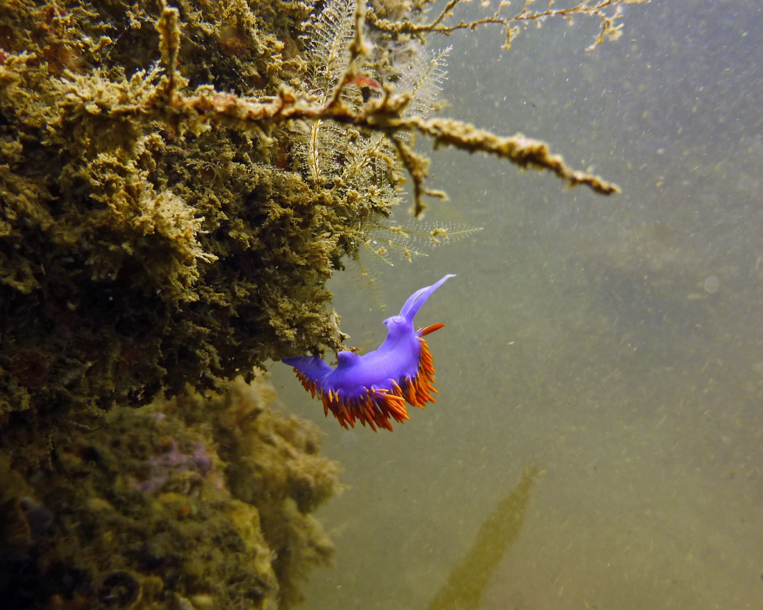 Elegant eolid aka Spanish shawl nudibranch, Refugio State Beach 2020.