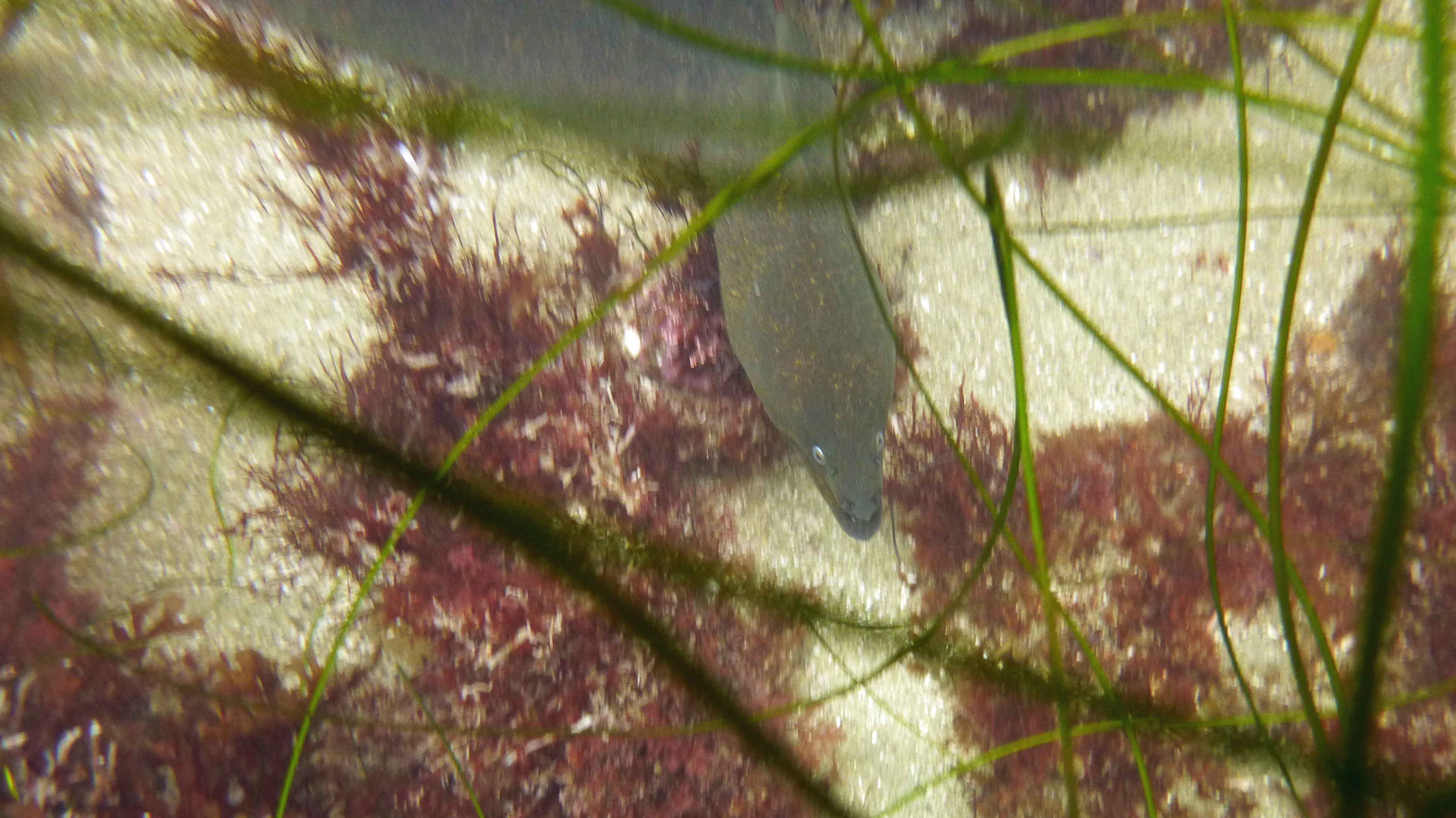 California moray eel, La Jolla Shores 2021.