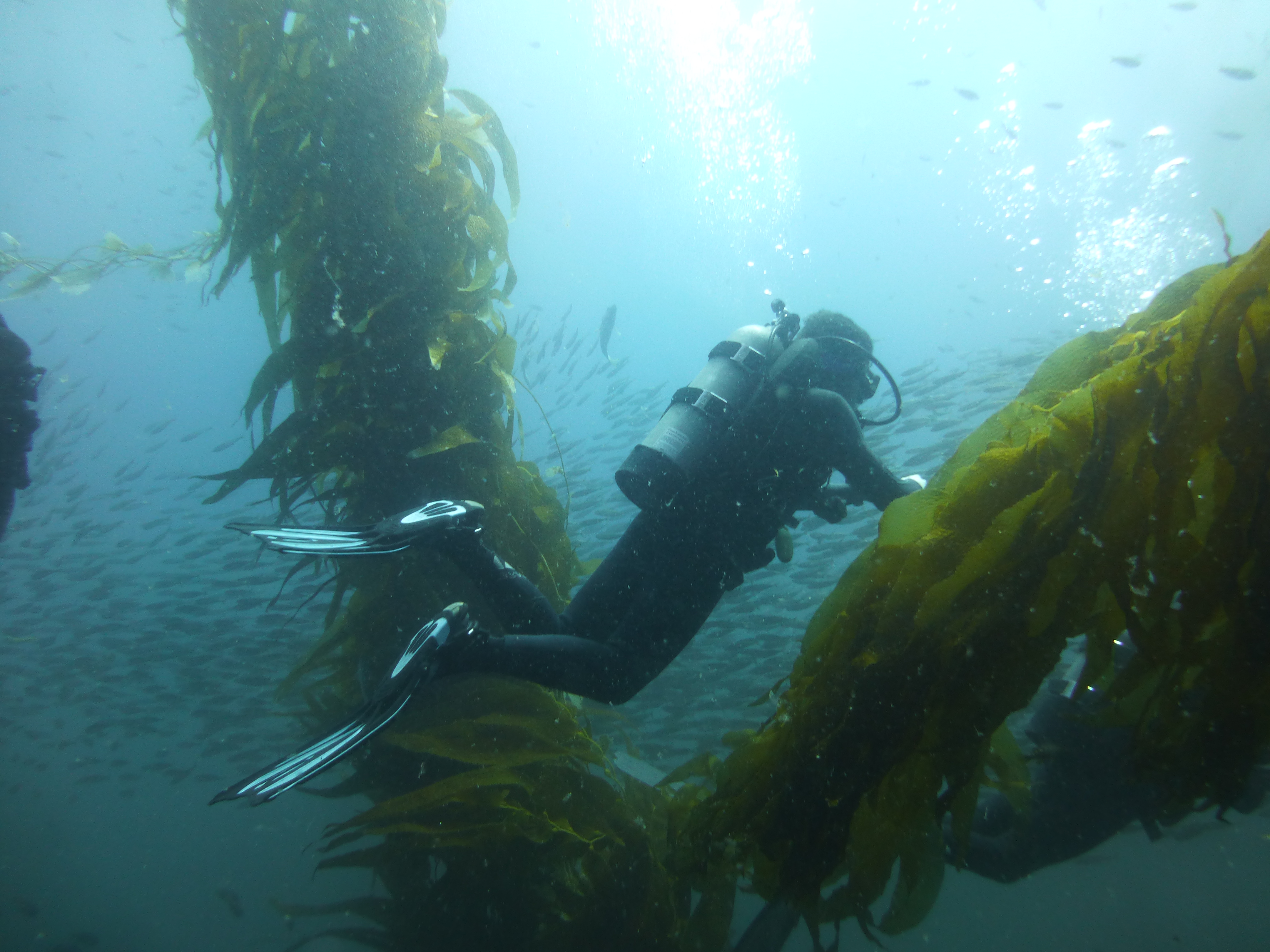 Matthieu in kelp, Catalina, 2024.