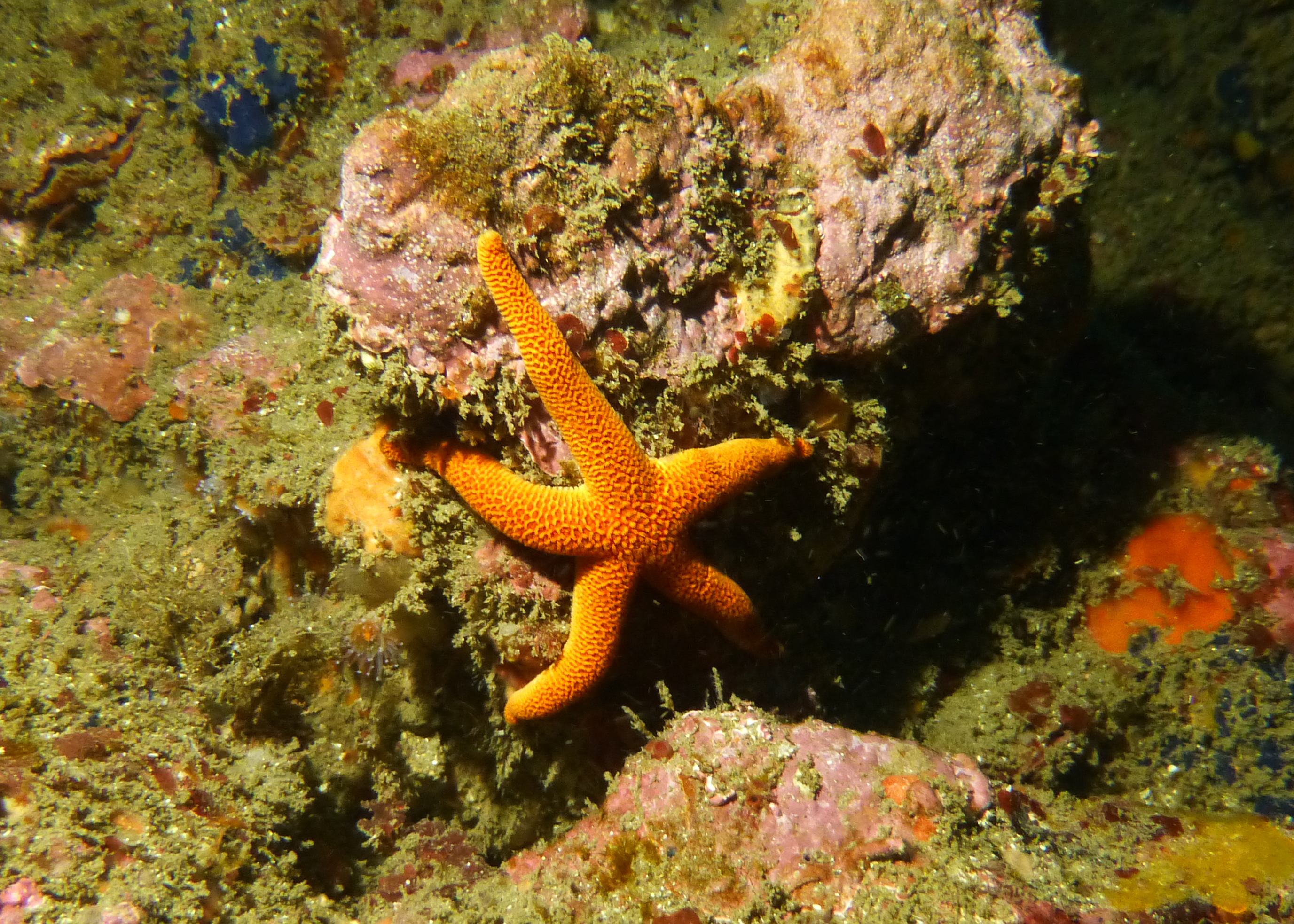 Pacific Blood Star, Point Loma 2023.