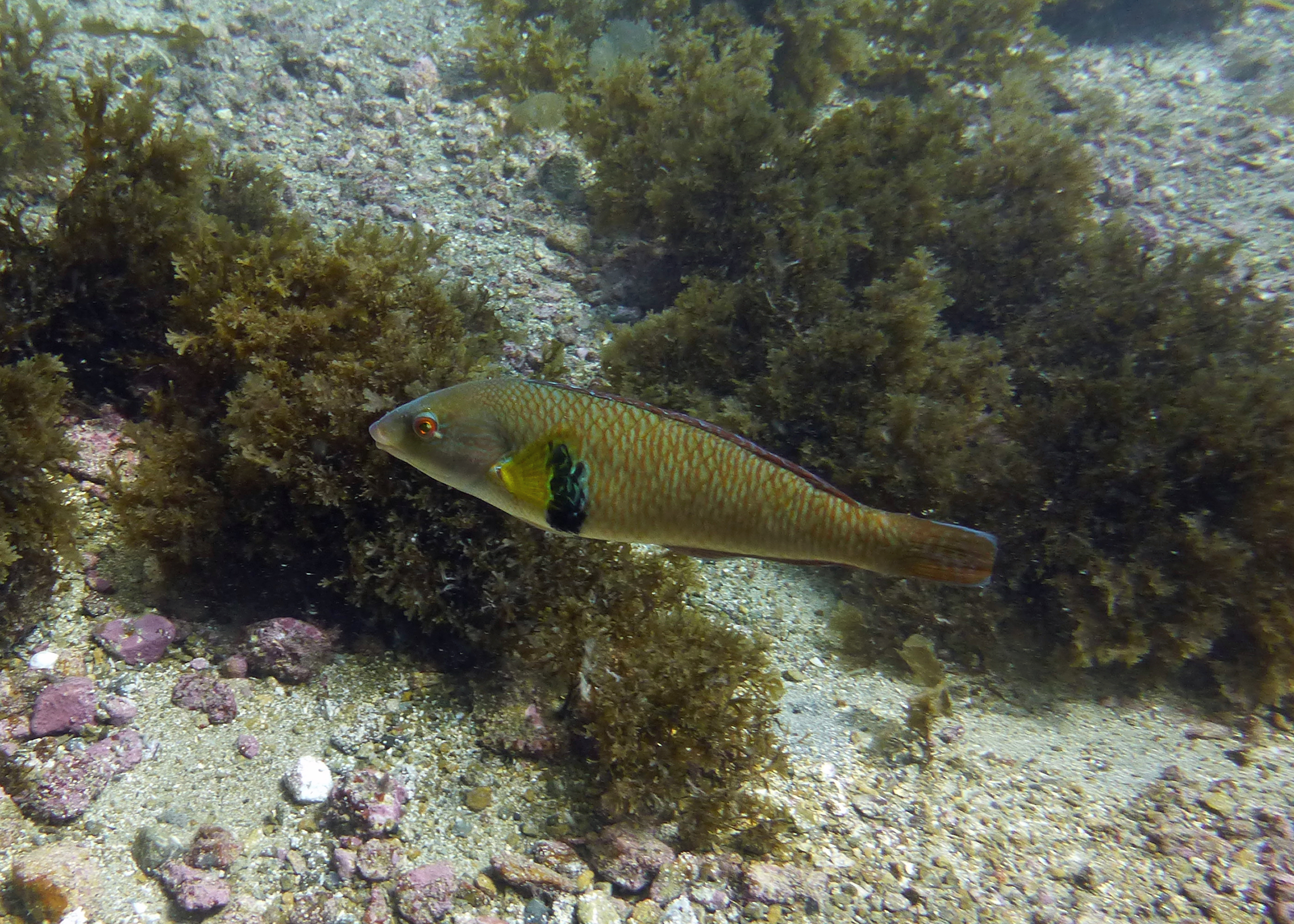 Rock wrasse, Catalina, 2024.