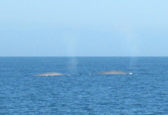 Two blue whales from the Eastern Pacific blue whale pod.