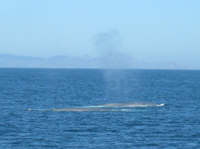 Same whales seen in Sept 2007, out of a total of about 37.