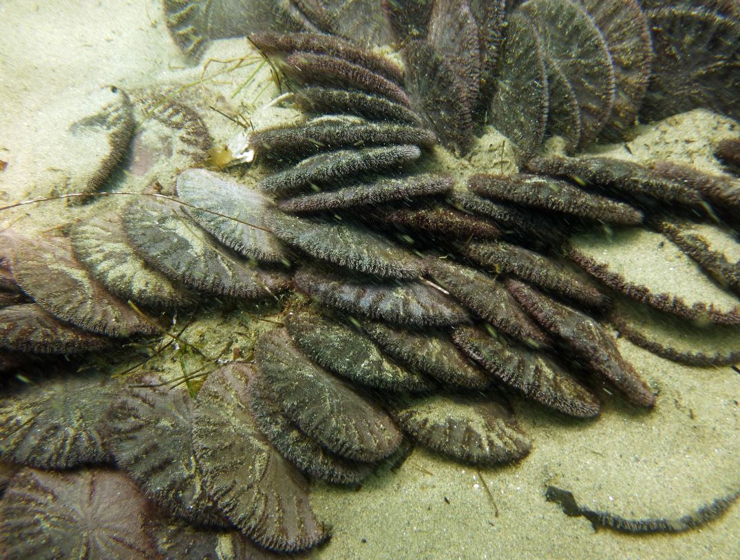 Sand dollar bonanza, Refugio State Beach 2020.