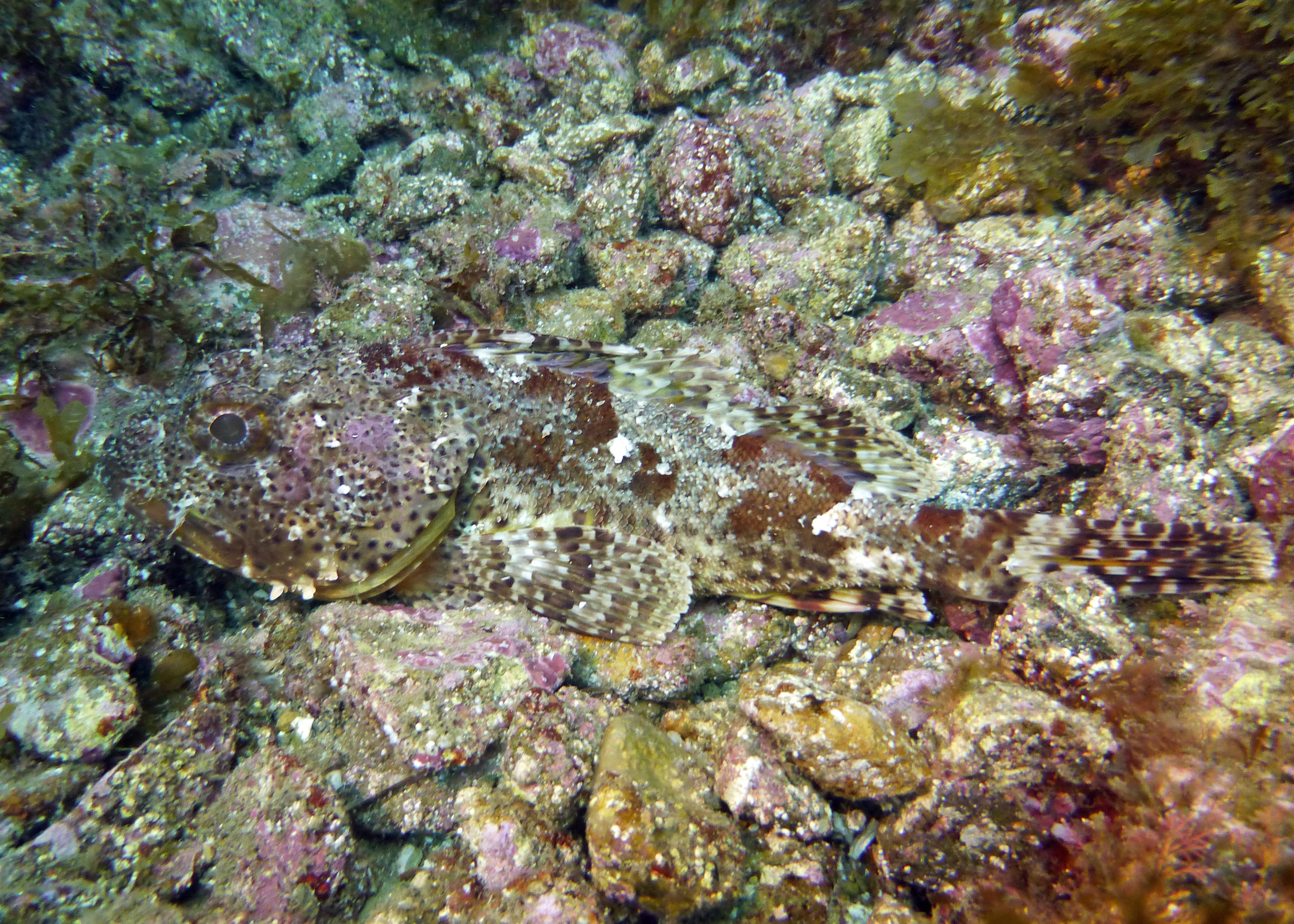 California spotted scorpionfish, Catalina, 2024.
