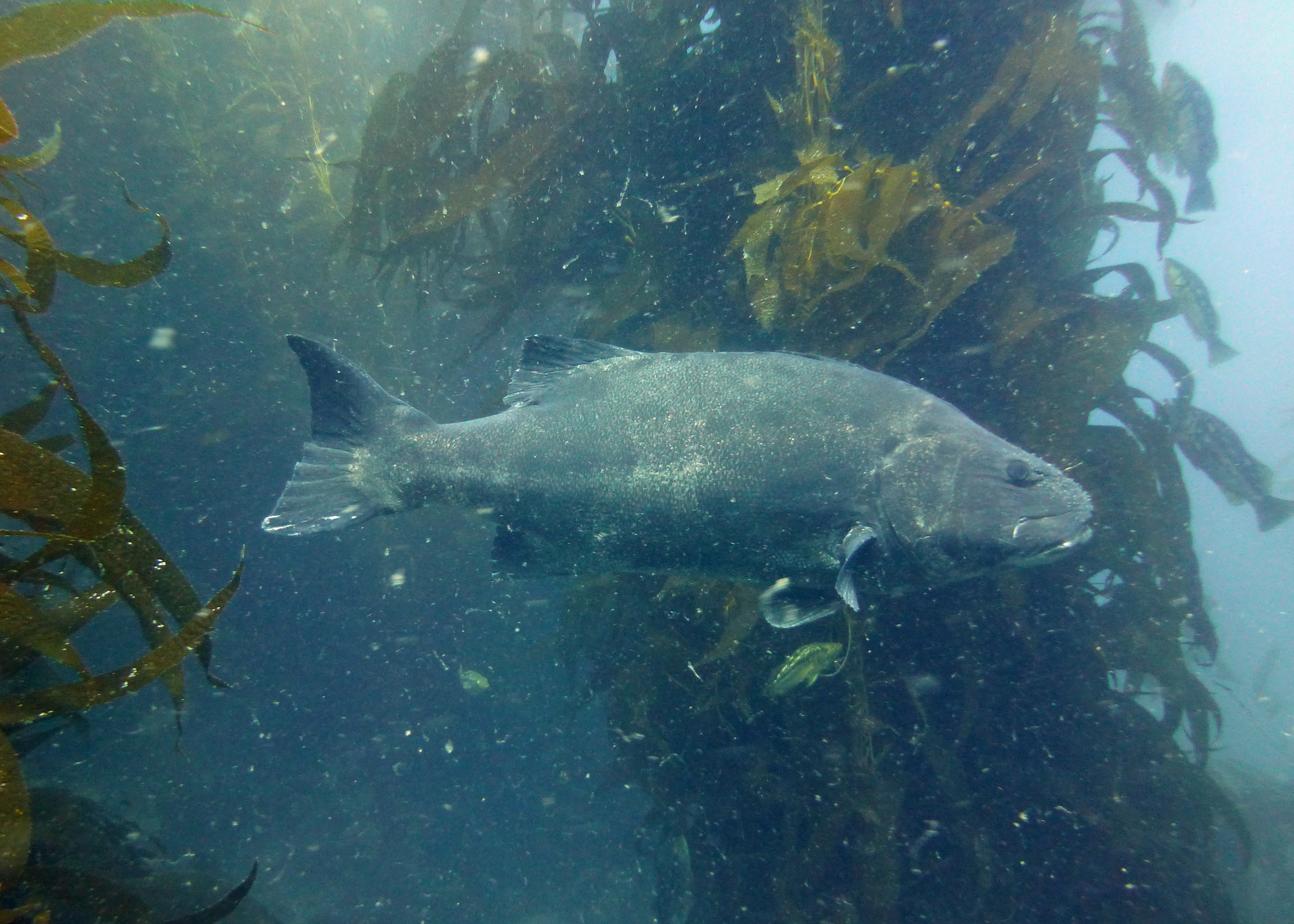 Giant black sea bass with kelp bass, Catalina 2024.