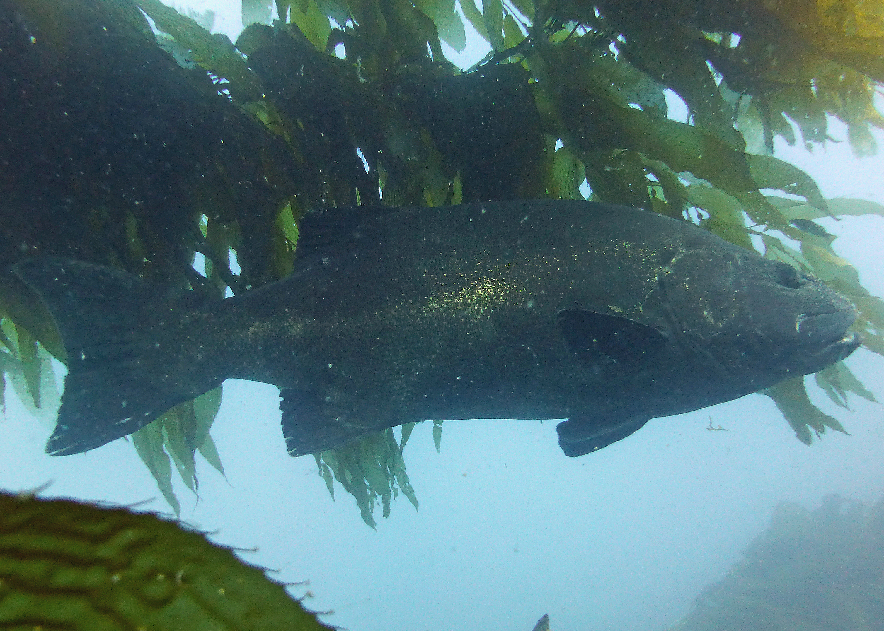 Giant Seabass, Catalina 2024.