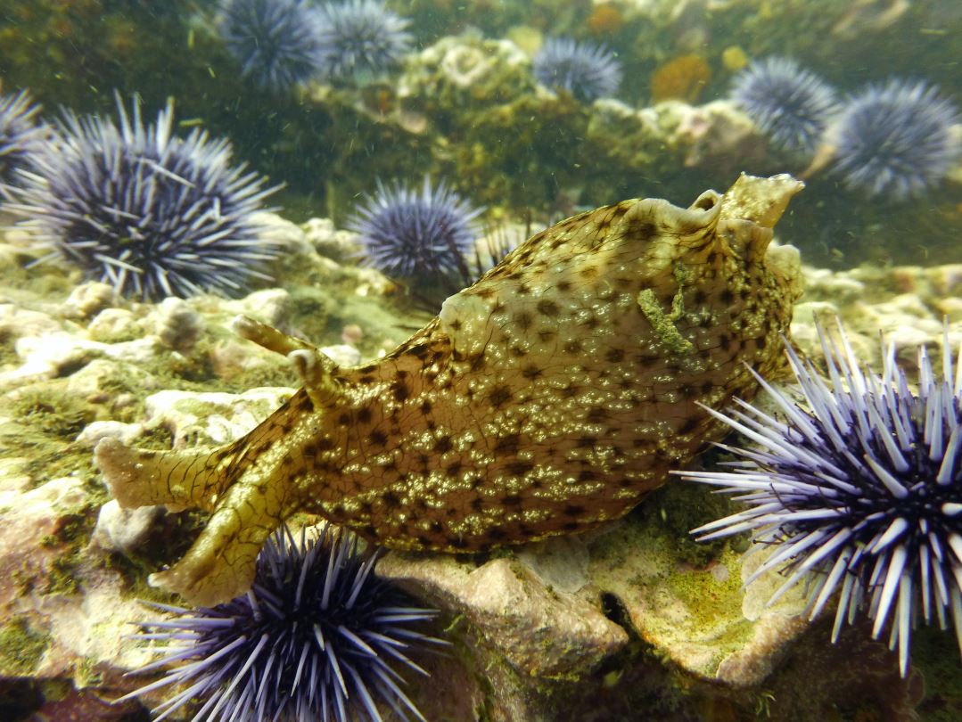 Seahare with purple sea urchins, Refugio State Beach 2020.
