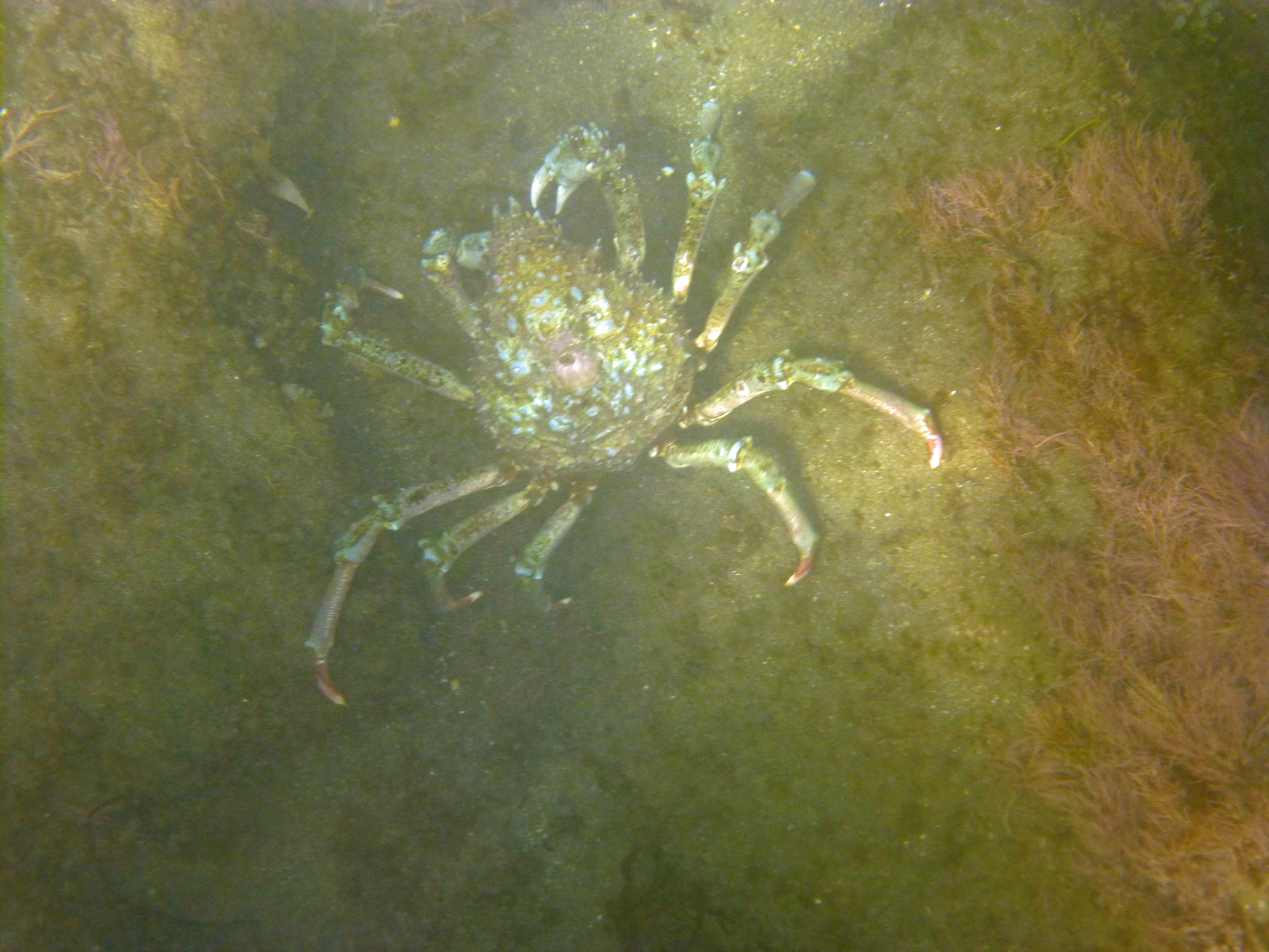 Large sheep crab, Santa Cruz 2019.