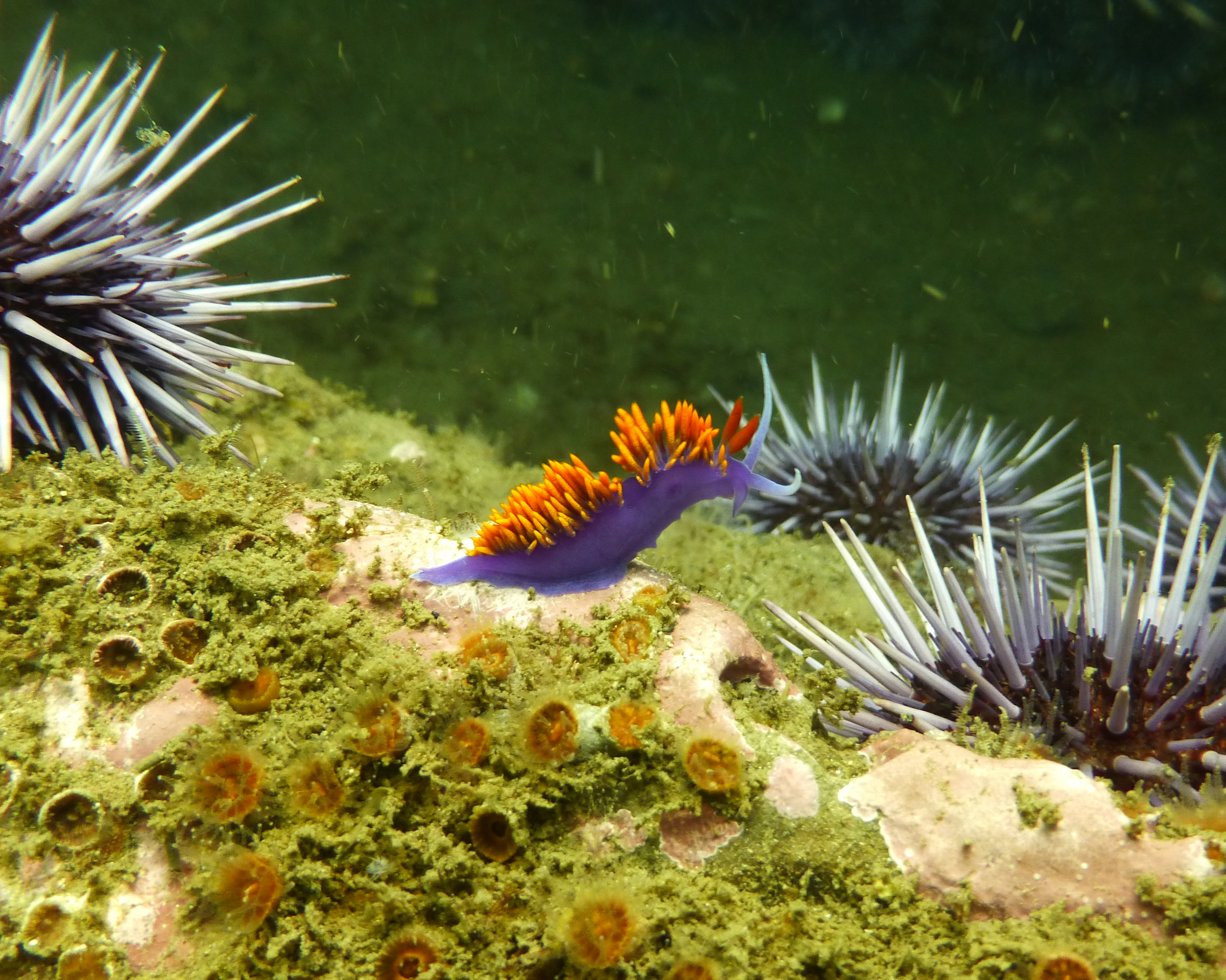 Another elegant eolid aka Spanish shawl nudibranch, Refugio State Beach 2020.