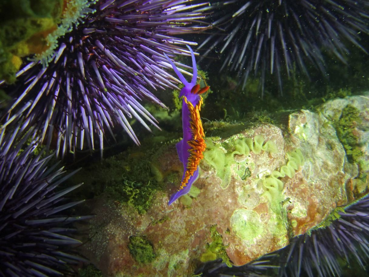 Another elegant eolid aka Spanish shawl nudibranch, Refugio State Beach 2020.