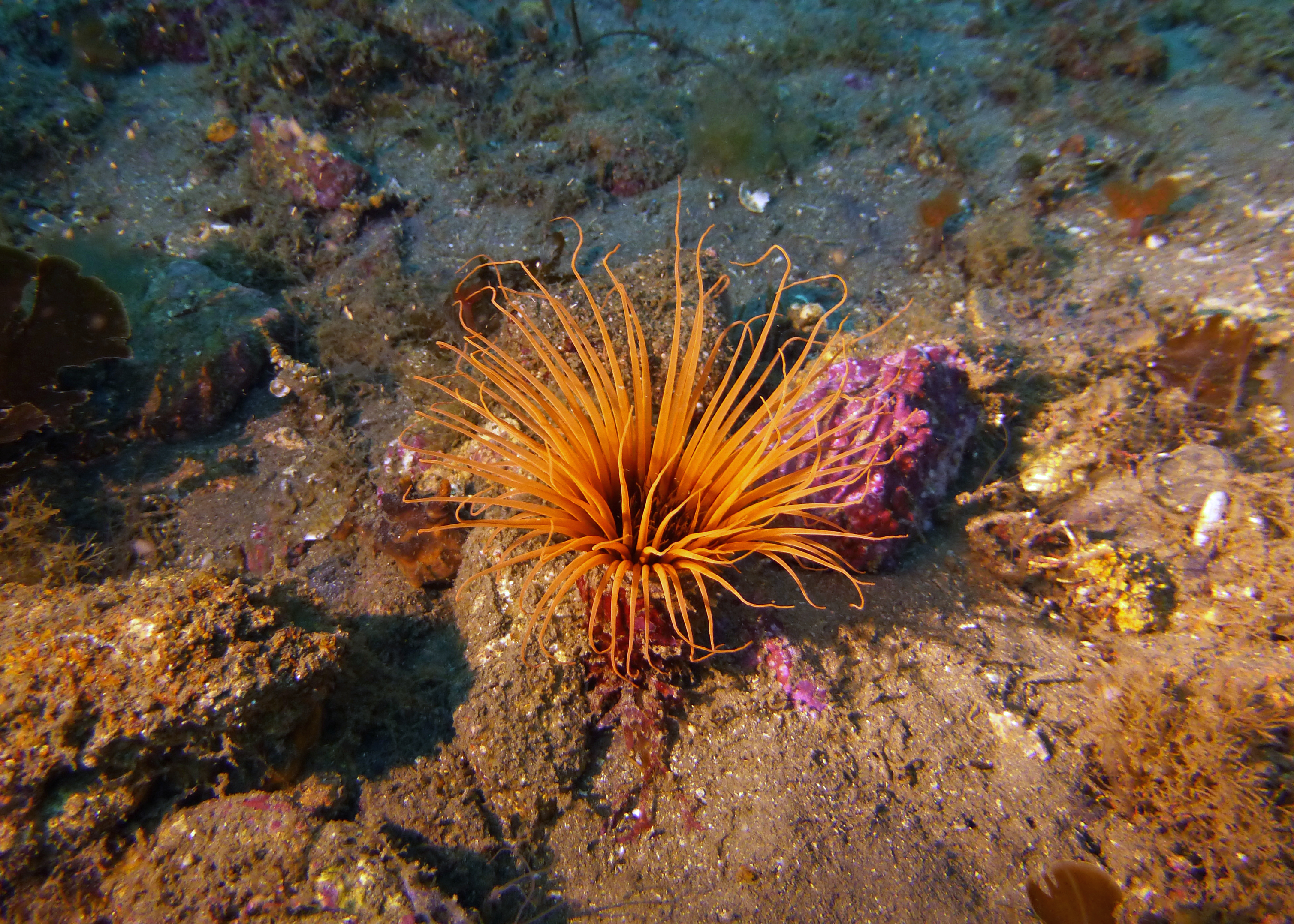 Tube anemone, Catalina 2024.