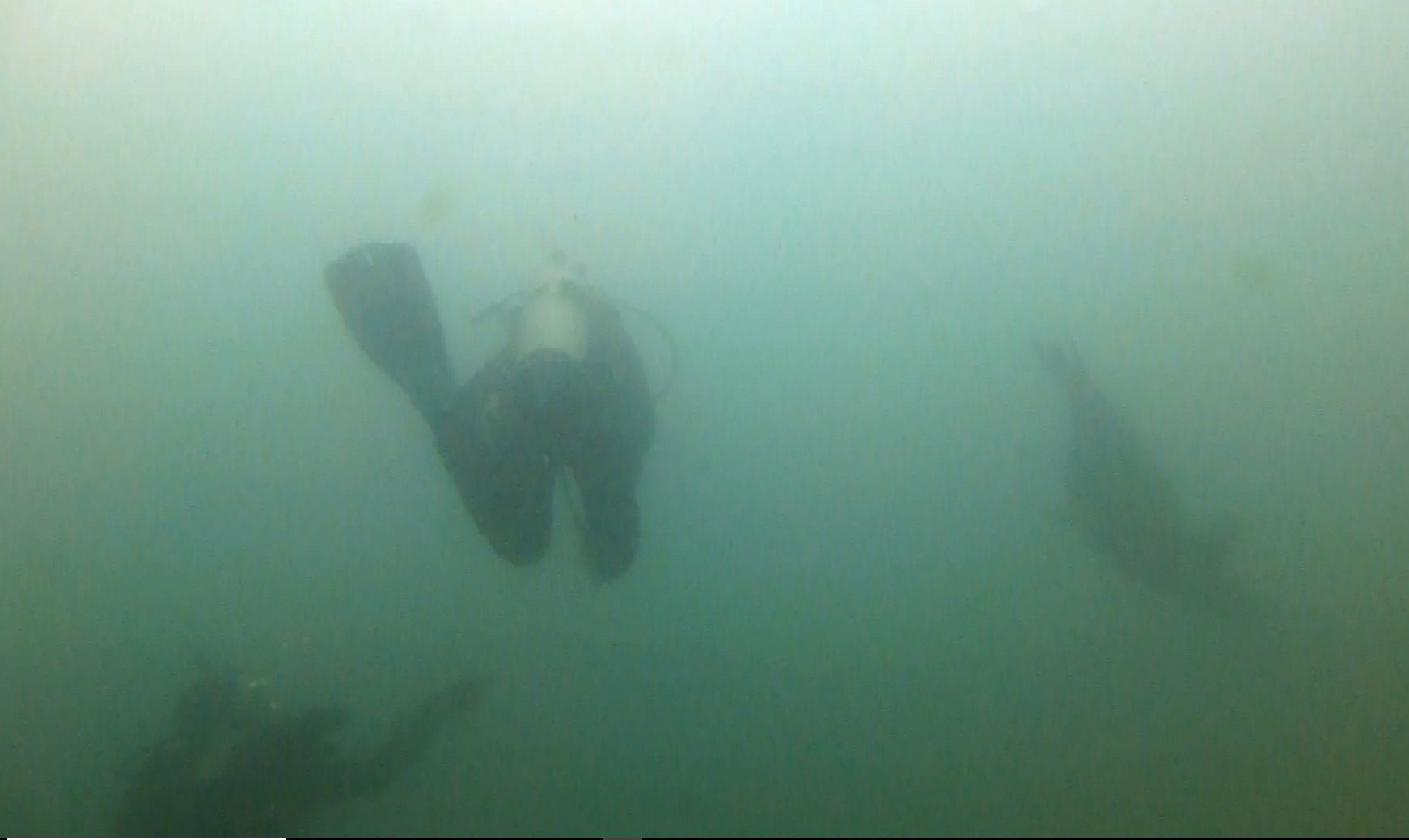 California sea lion swim-by, La Jolla Shores 2021.
