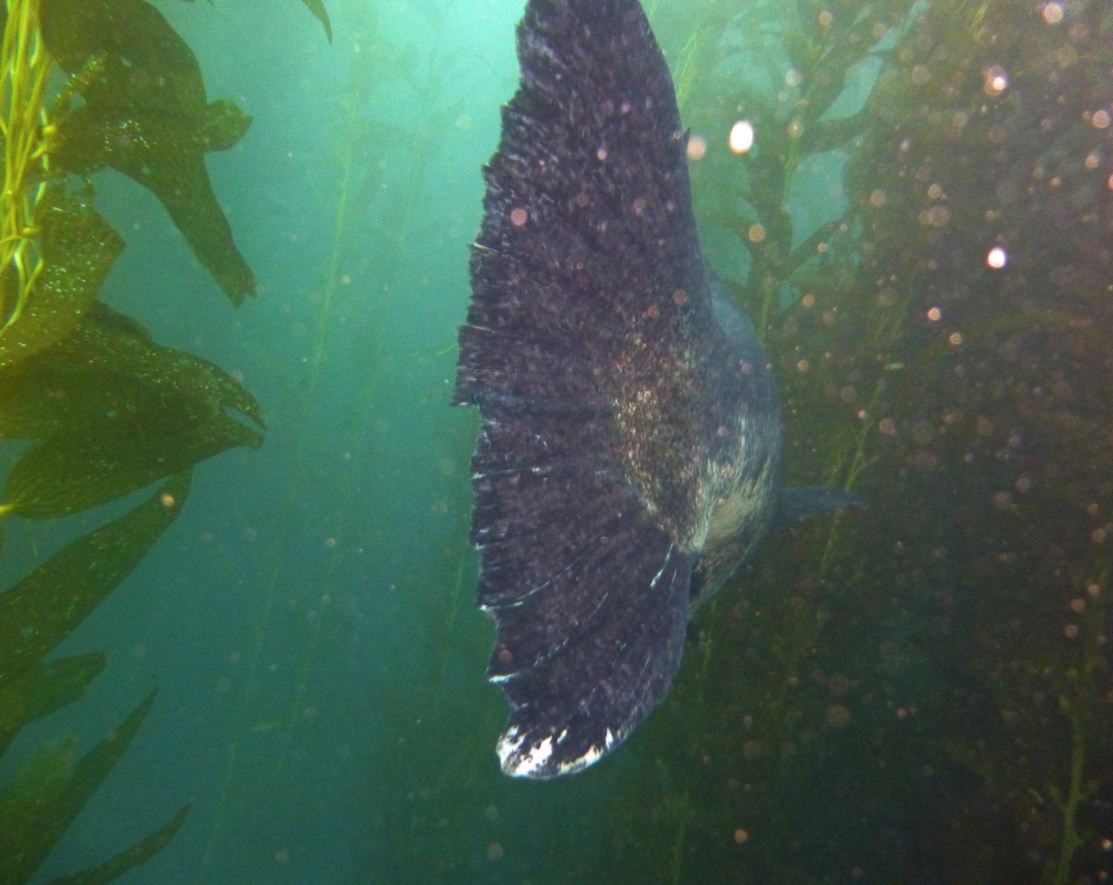 Giant sea bass tail, Catalina 2019.