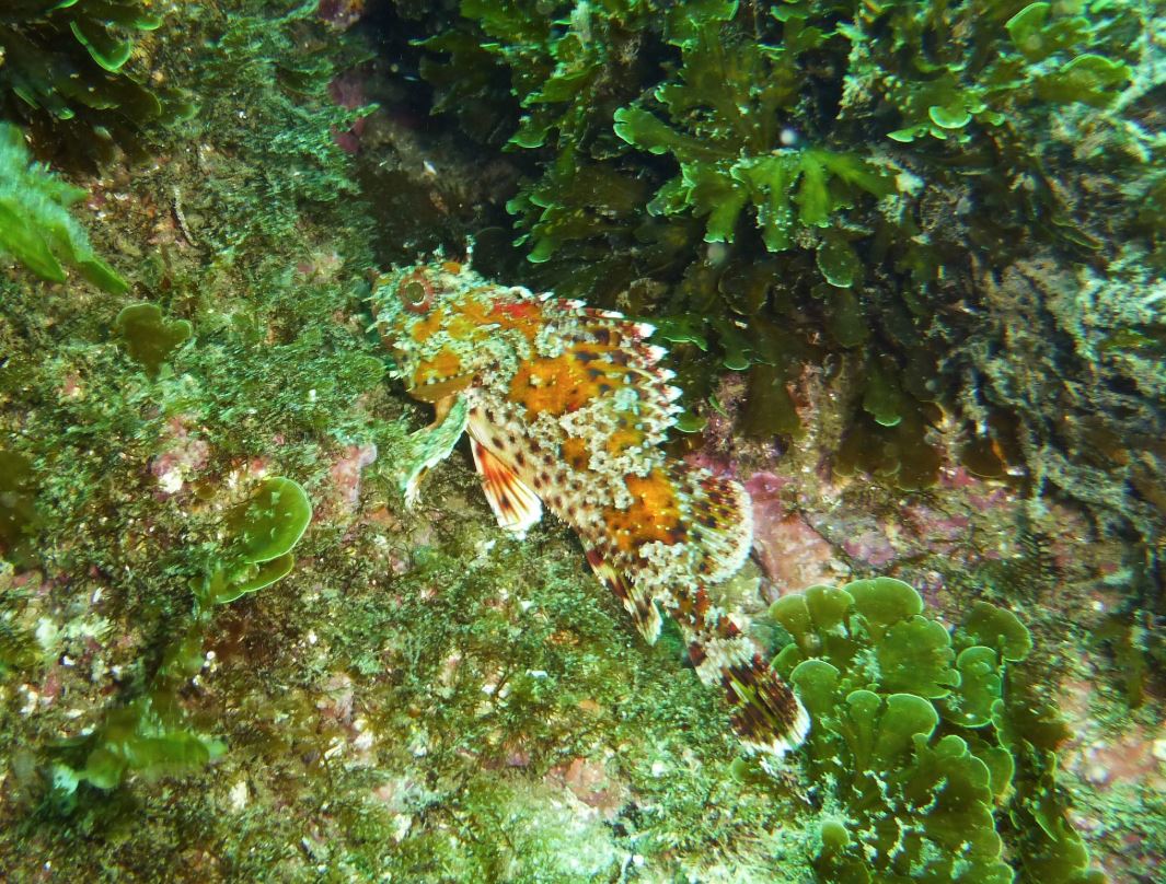 California spotted scorpionfish, Catalina 2019.