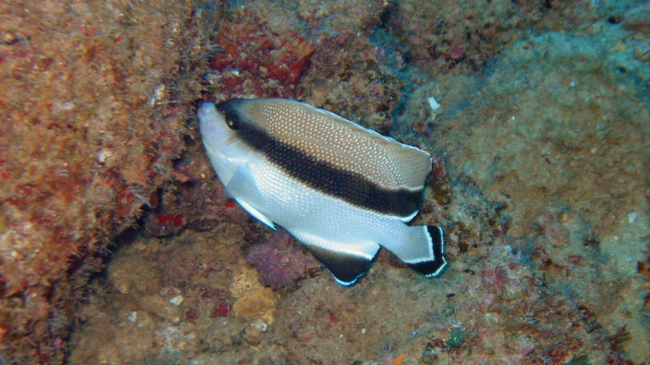 Banded angelfish, Kaui 2007.