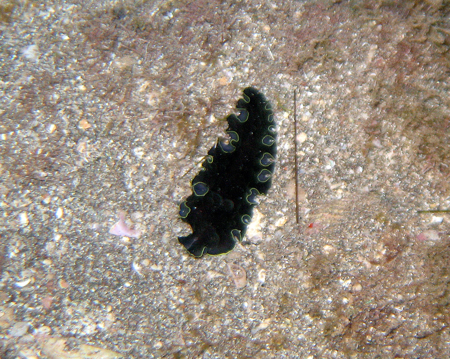 Black flatworm, Maui 2009.