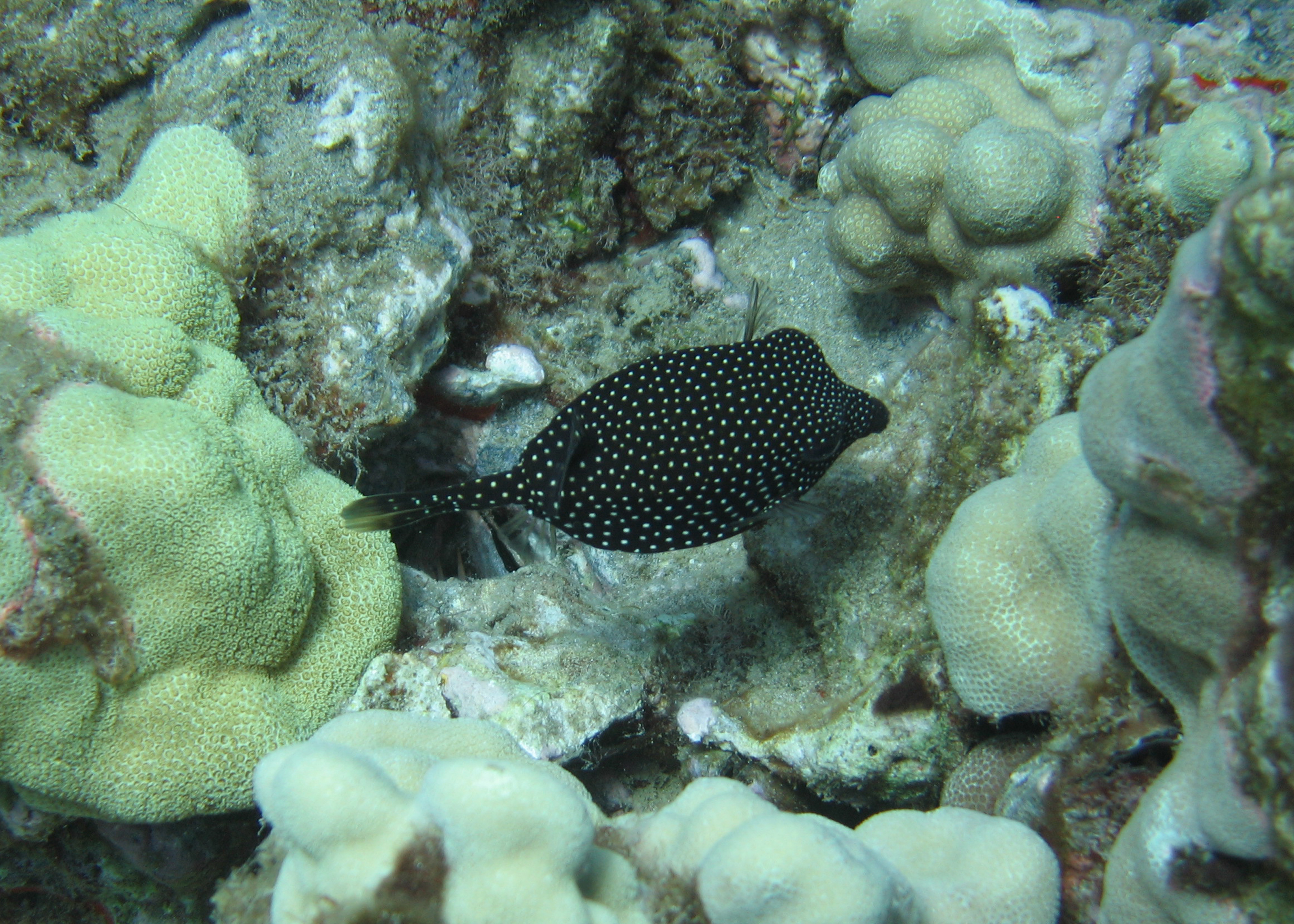 The black-spotted boxfish, Maui 2006.