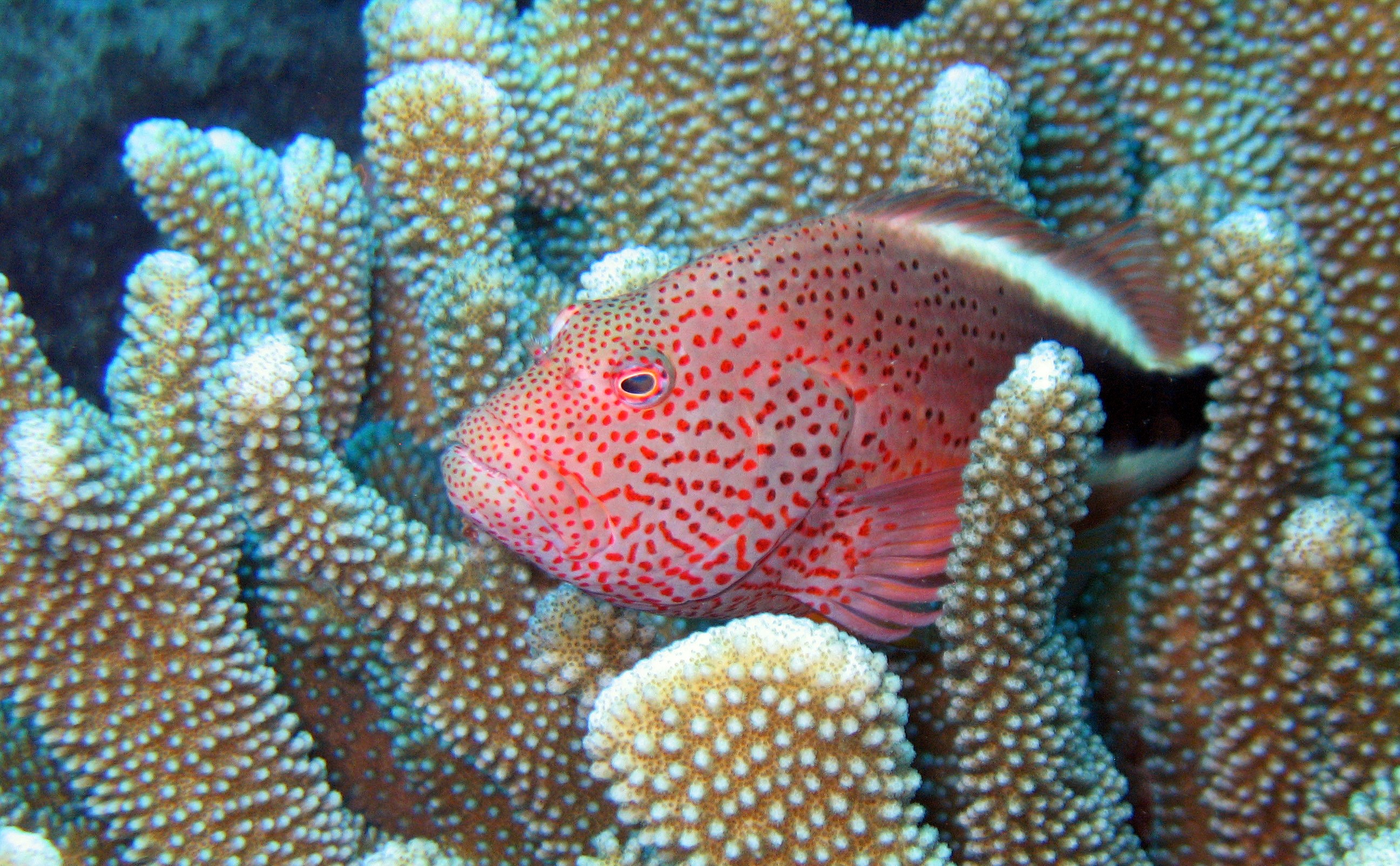 The blackside hawkfish, Kaui 2007.