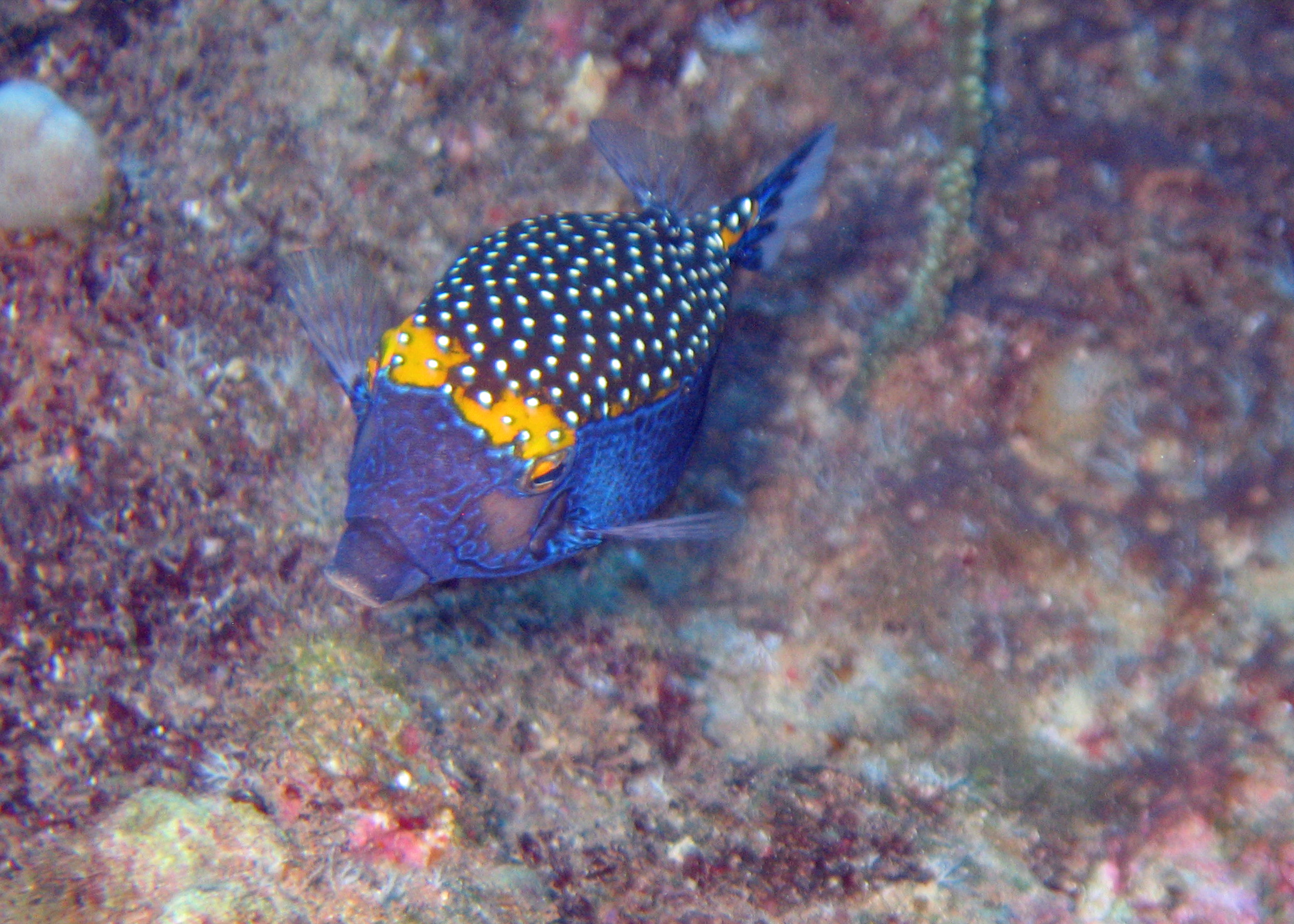 Blue boxfish, Kaui 2007.
