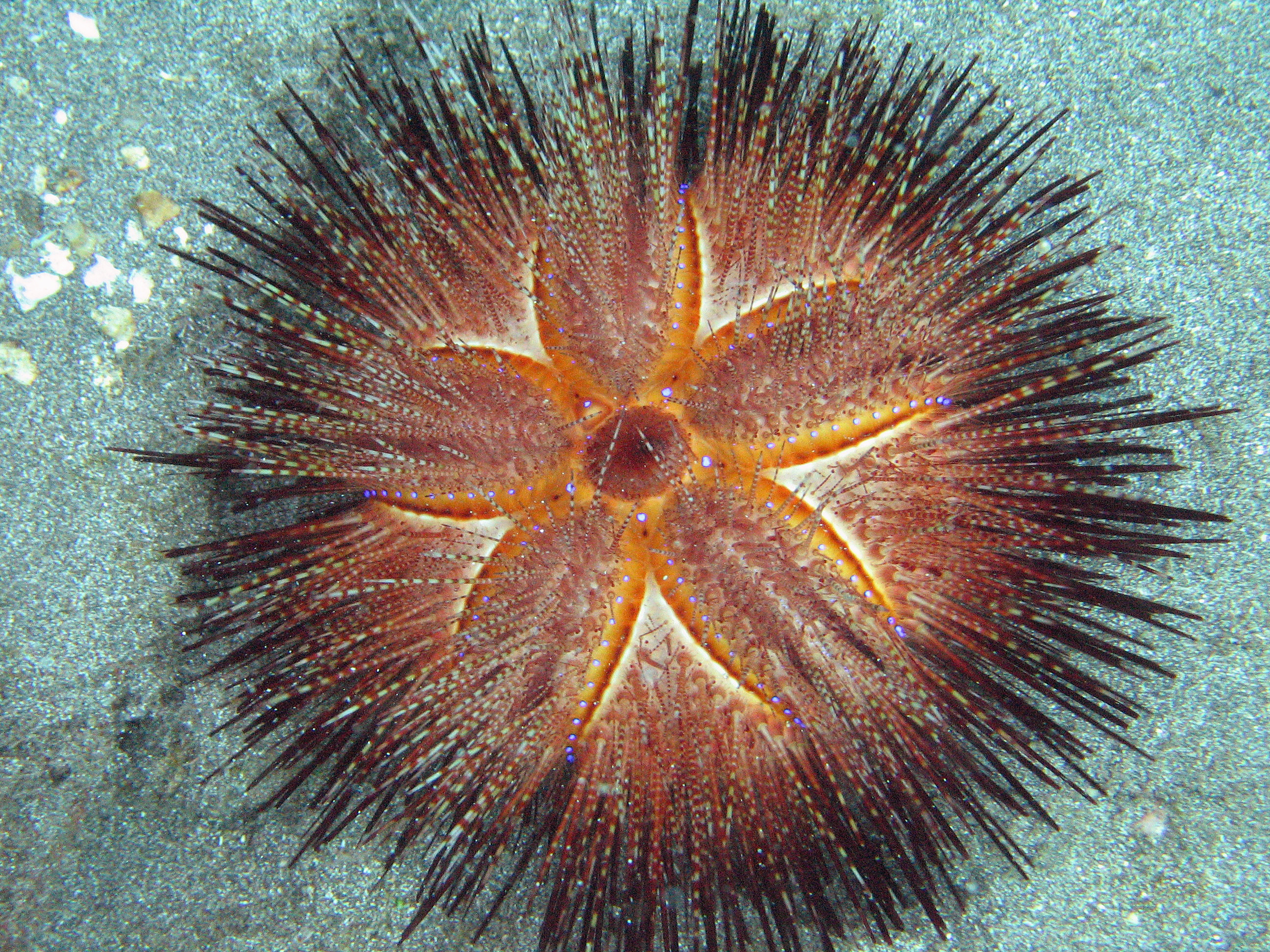 Blue spotted urchin, Maui 2007.