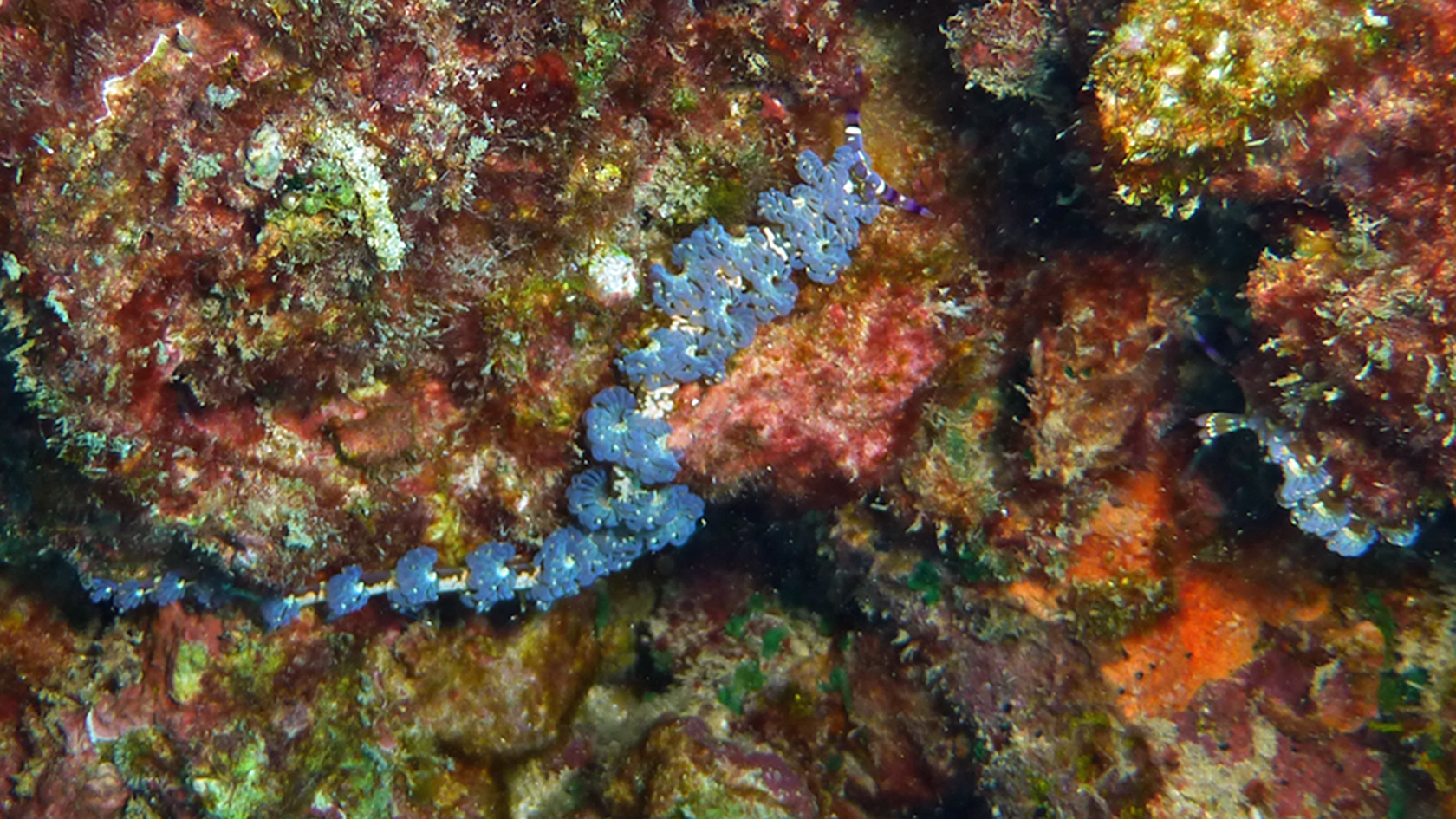 Two blue dragon nudibranchs, Oahu 2021.