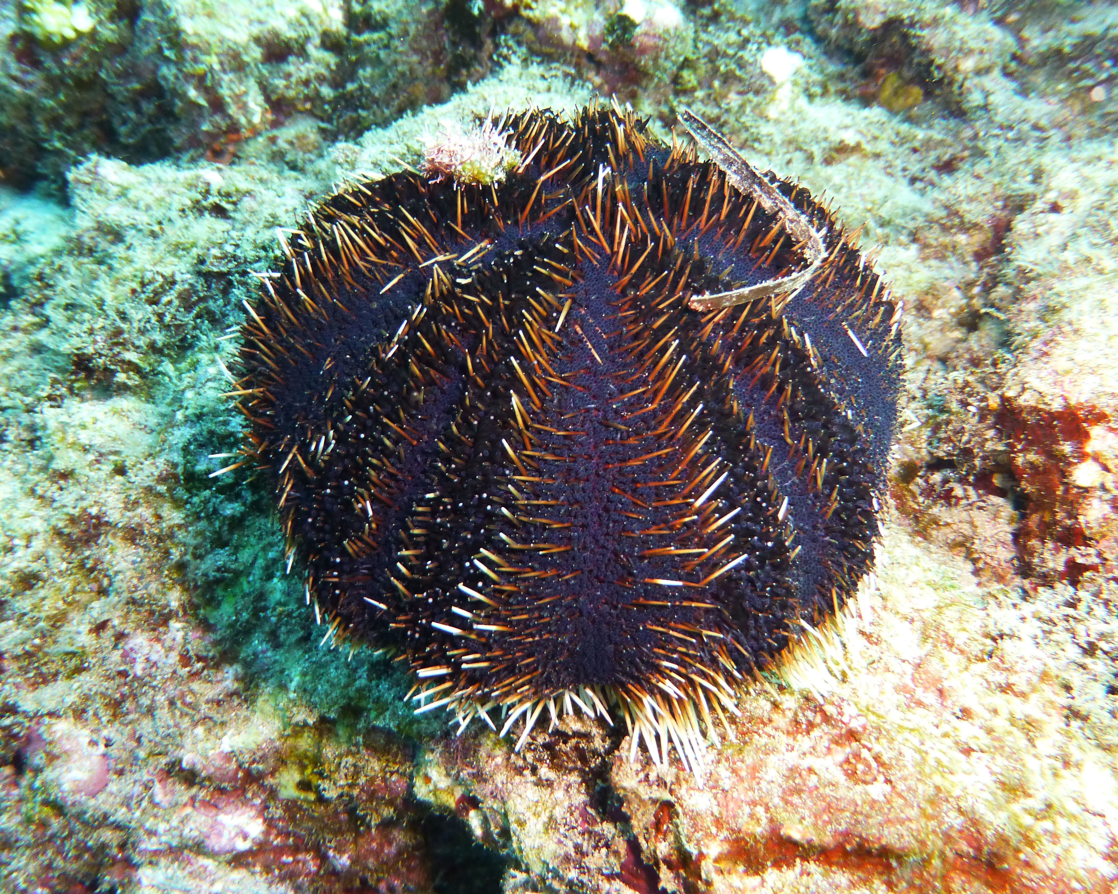 Collector sea urchin, Mauii 2021