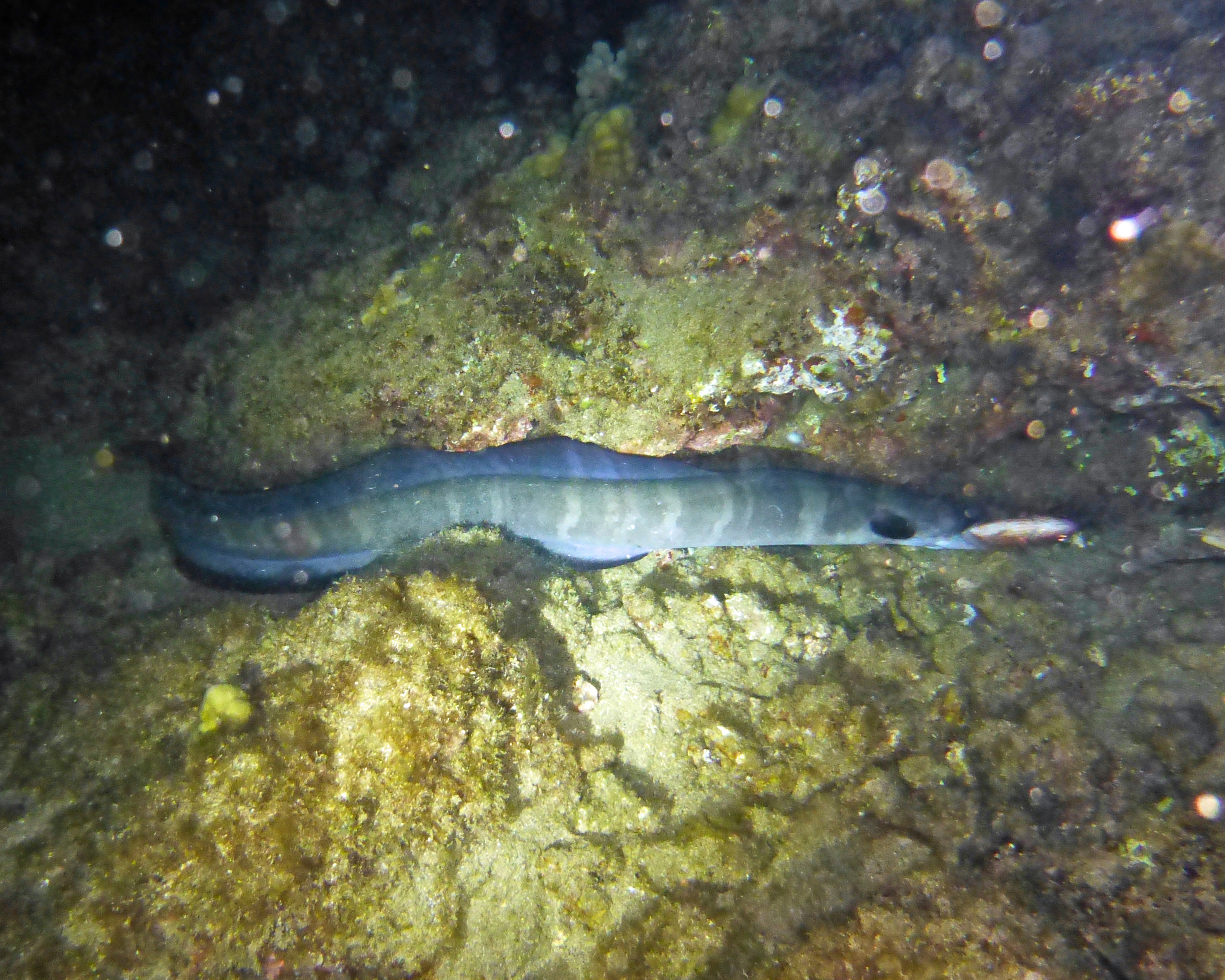 Conger eel eating fish, Maui 2021.