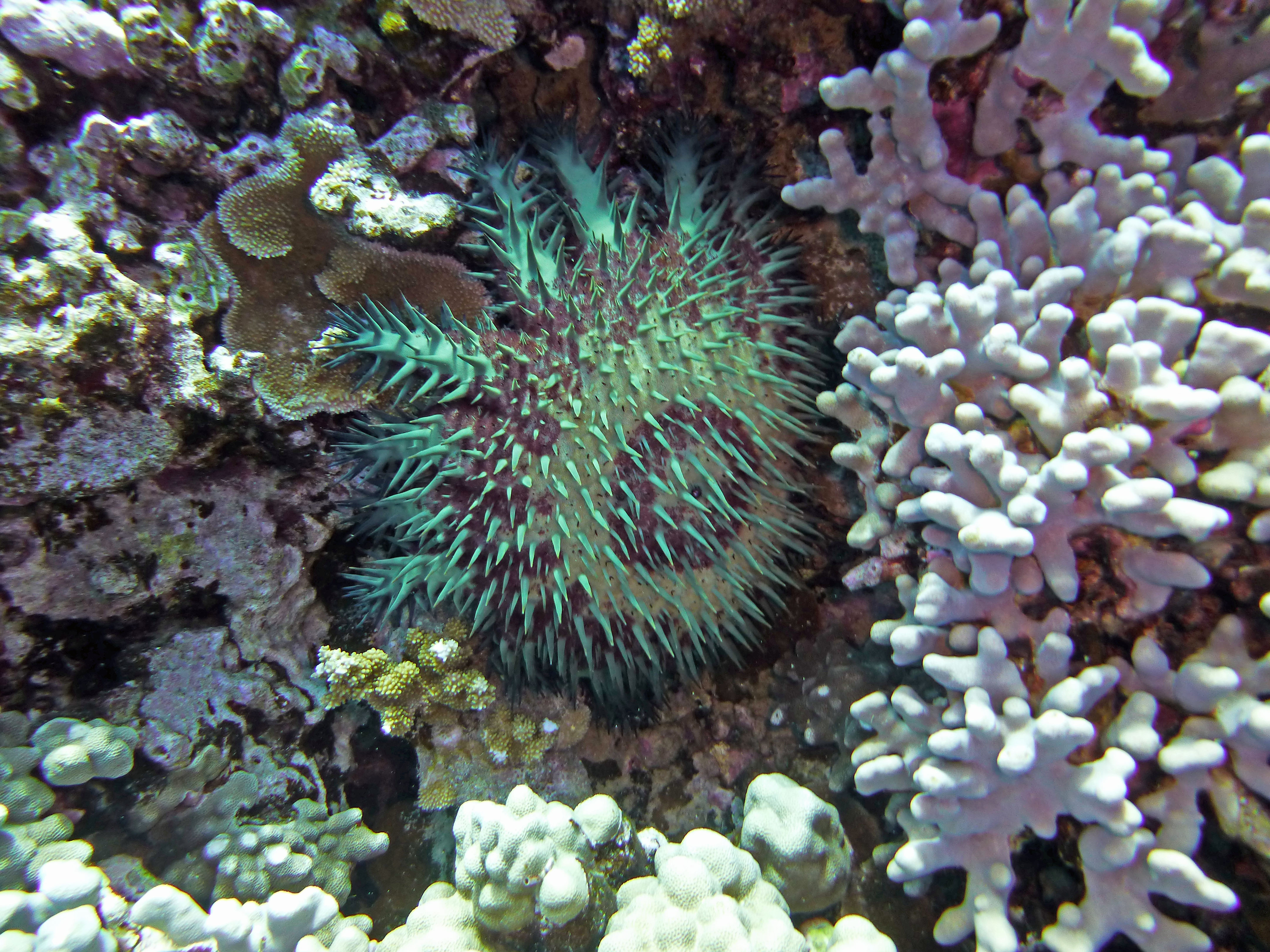 Crown-of-thorns, Molokini 2021.