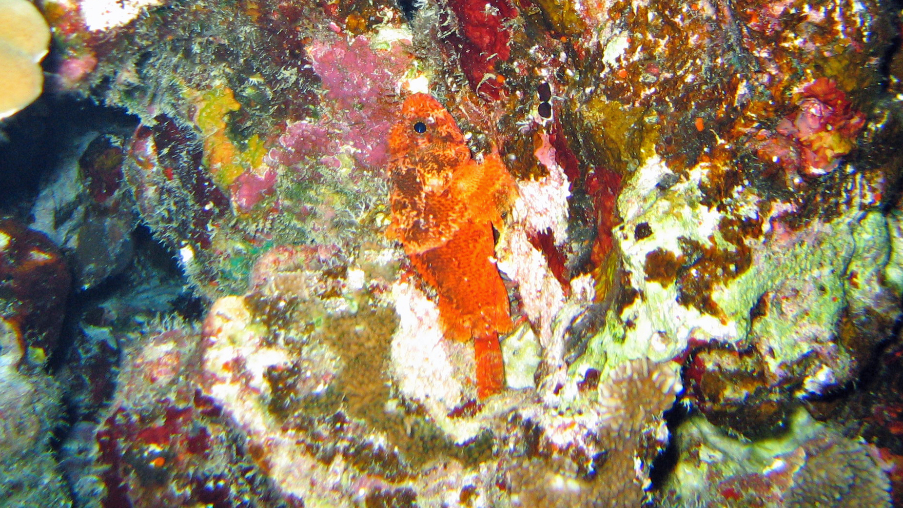 Decoy scorpionfish, Maui 2011.