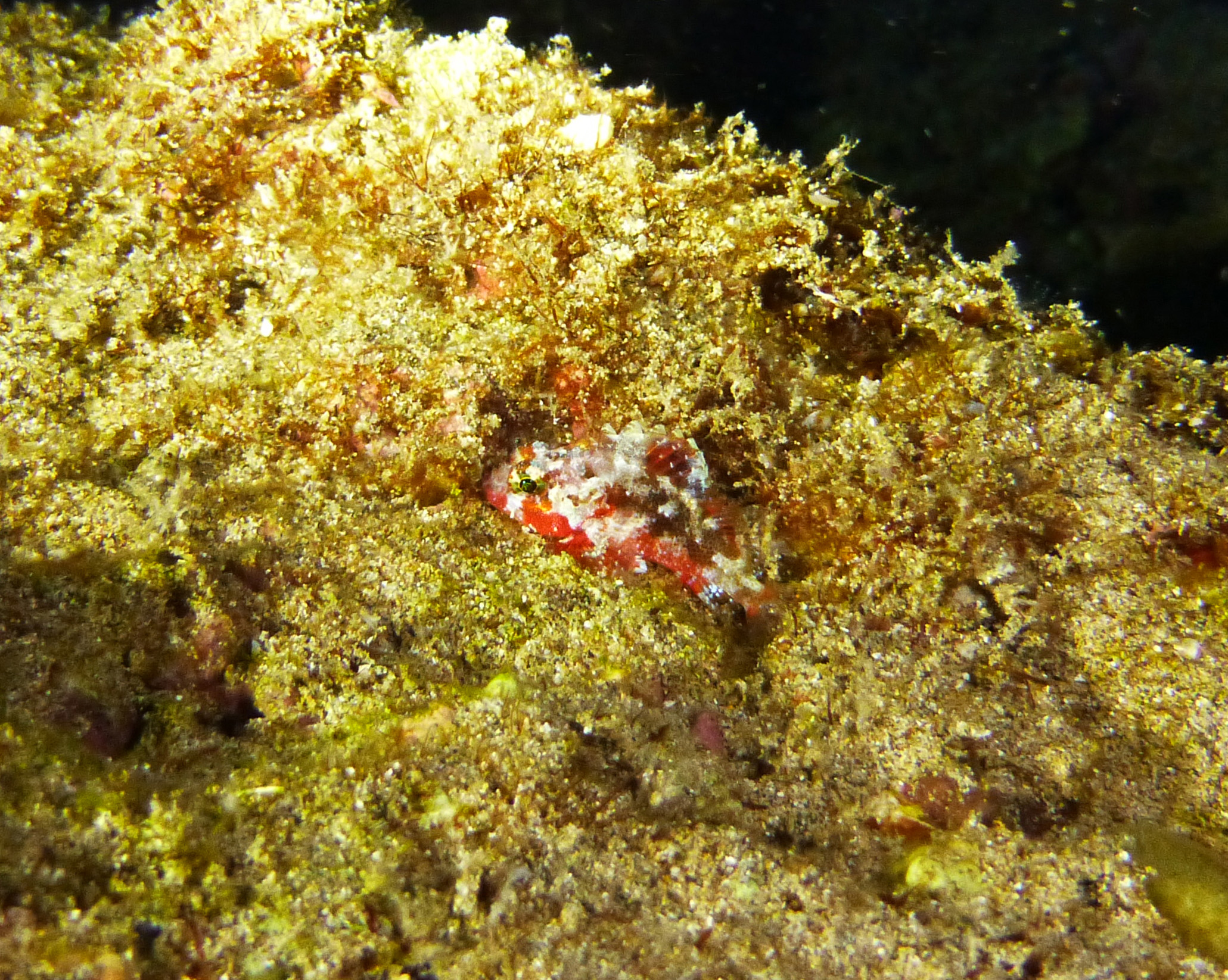 Decoy scorpionfish, Maui 2021.