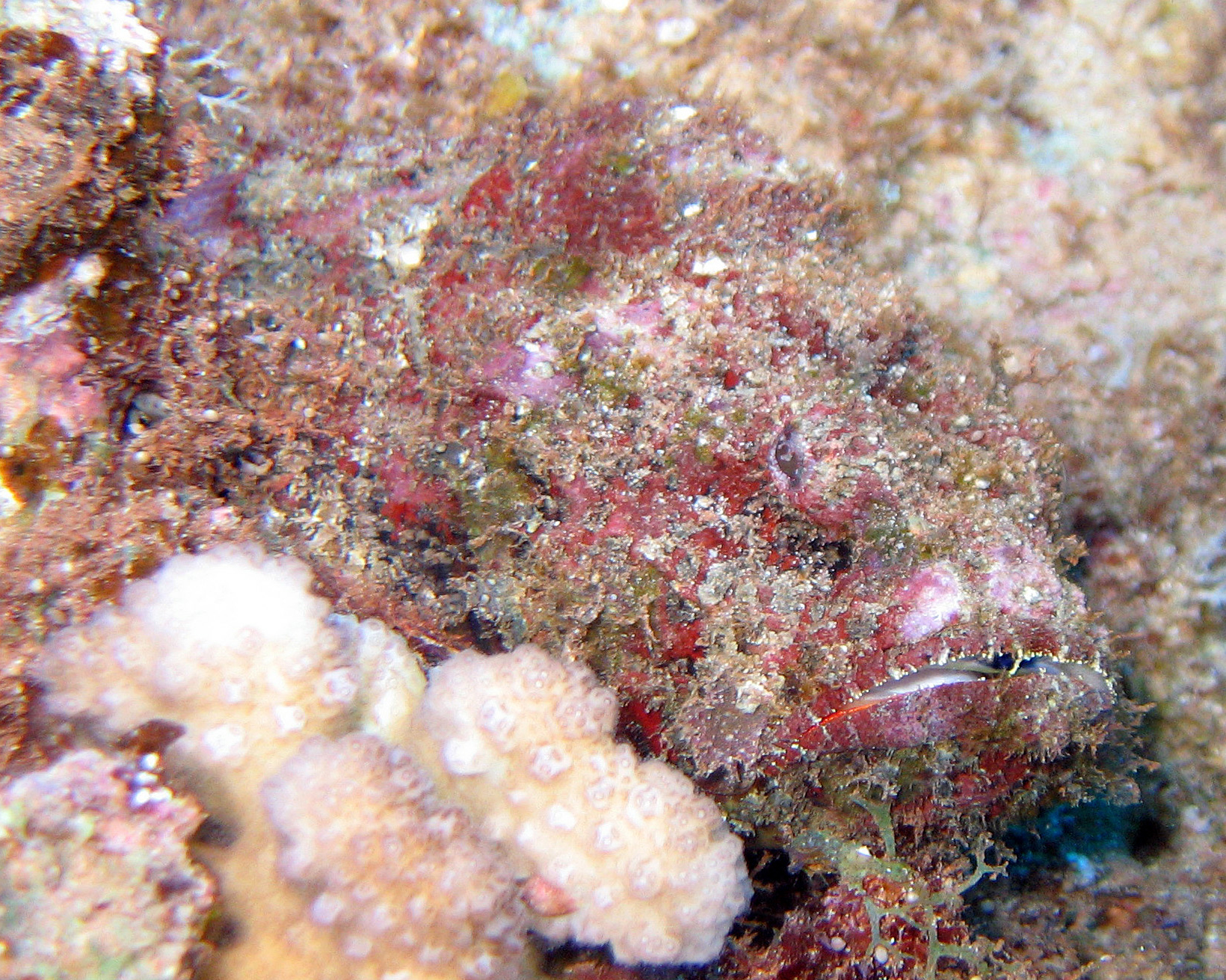 Devil scorpionfish close-up, Kaui 2007.