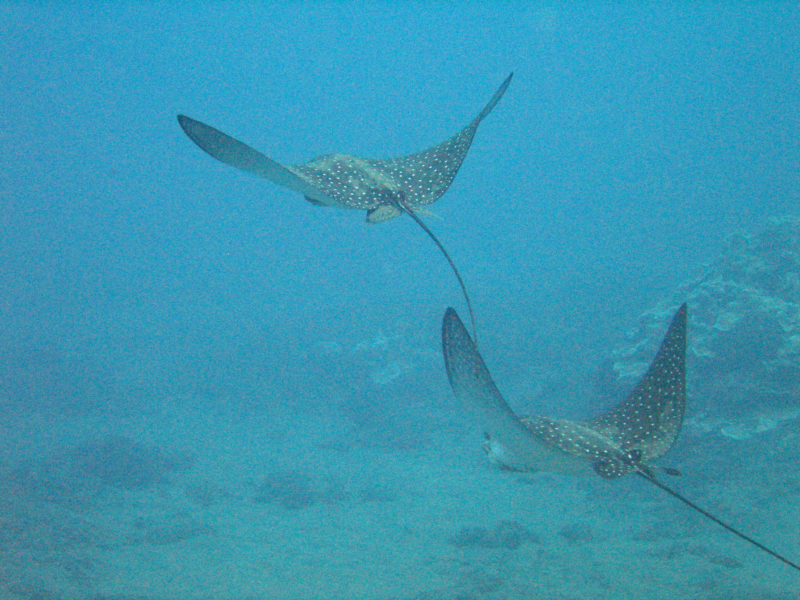 Two spotted eagle rays, Maui 2007.