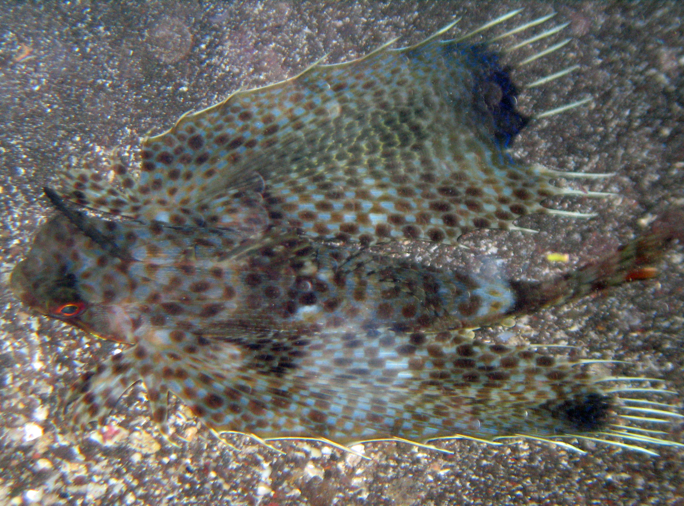 Flying gurnard fish, Maui 2009.
