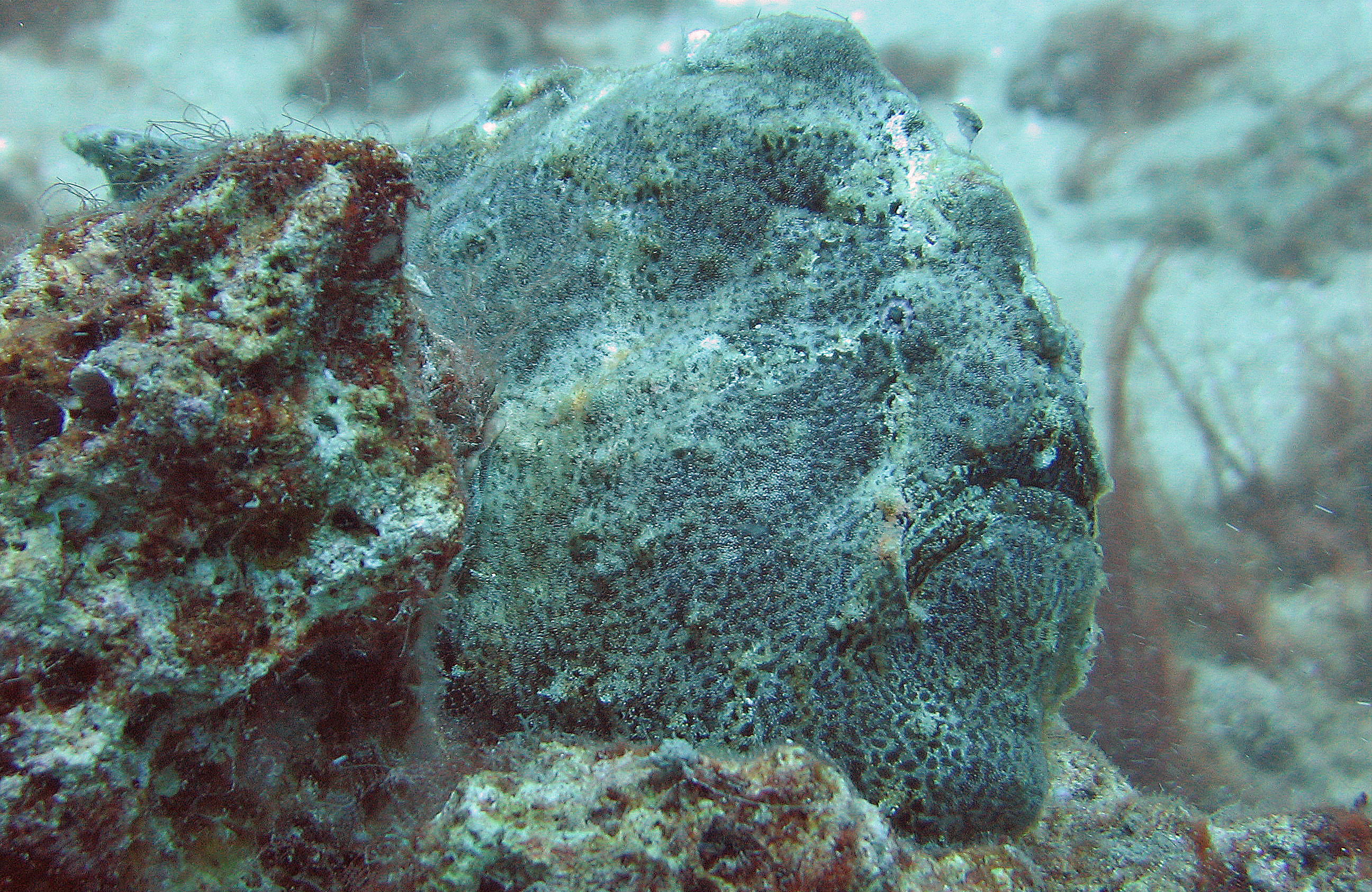 Frogfish, only a face a mother could love, Maui 2006.