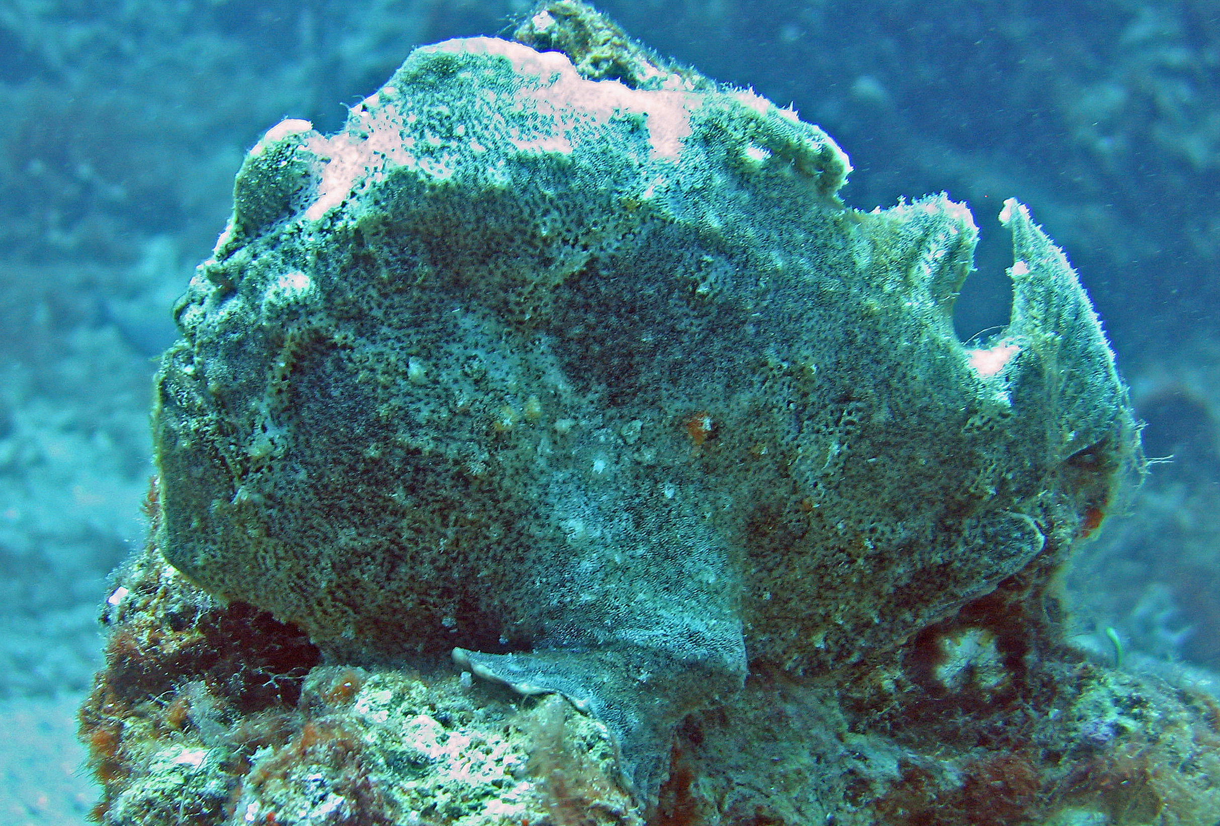 Frogfish, Maui 2006.