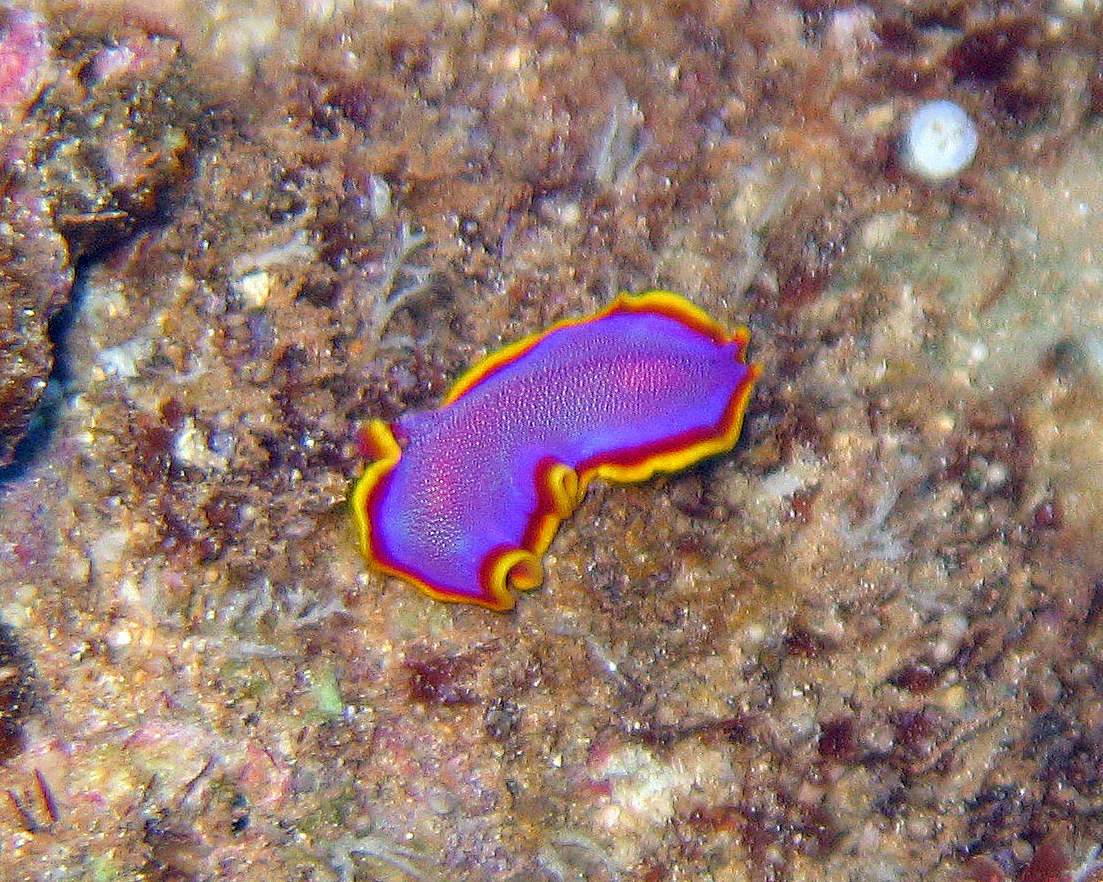 Fuschia flatworm, Kaui 2007.