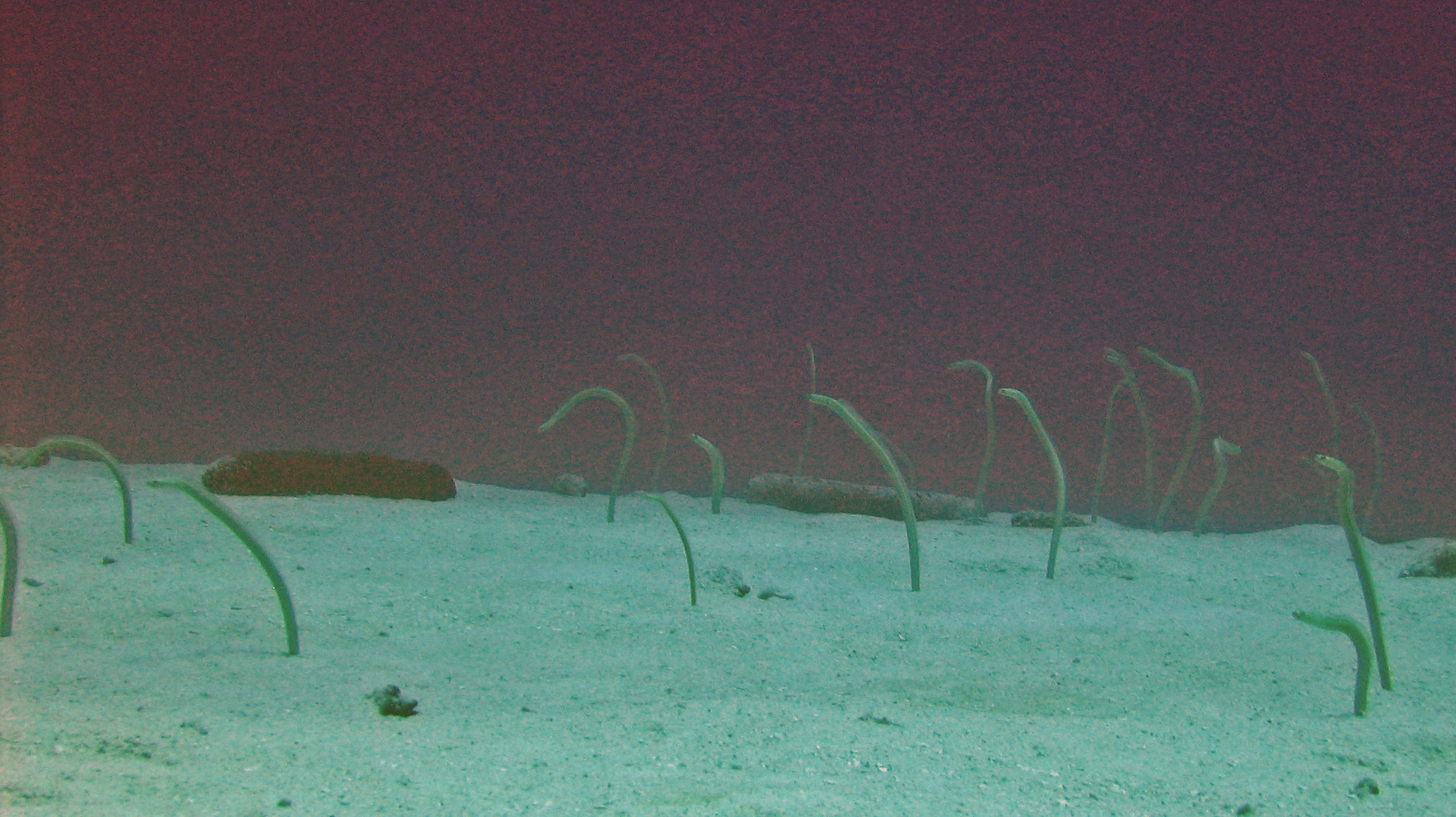 Garden eels in the sand channel at Molokini, Molokini 2006.
