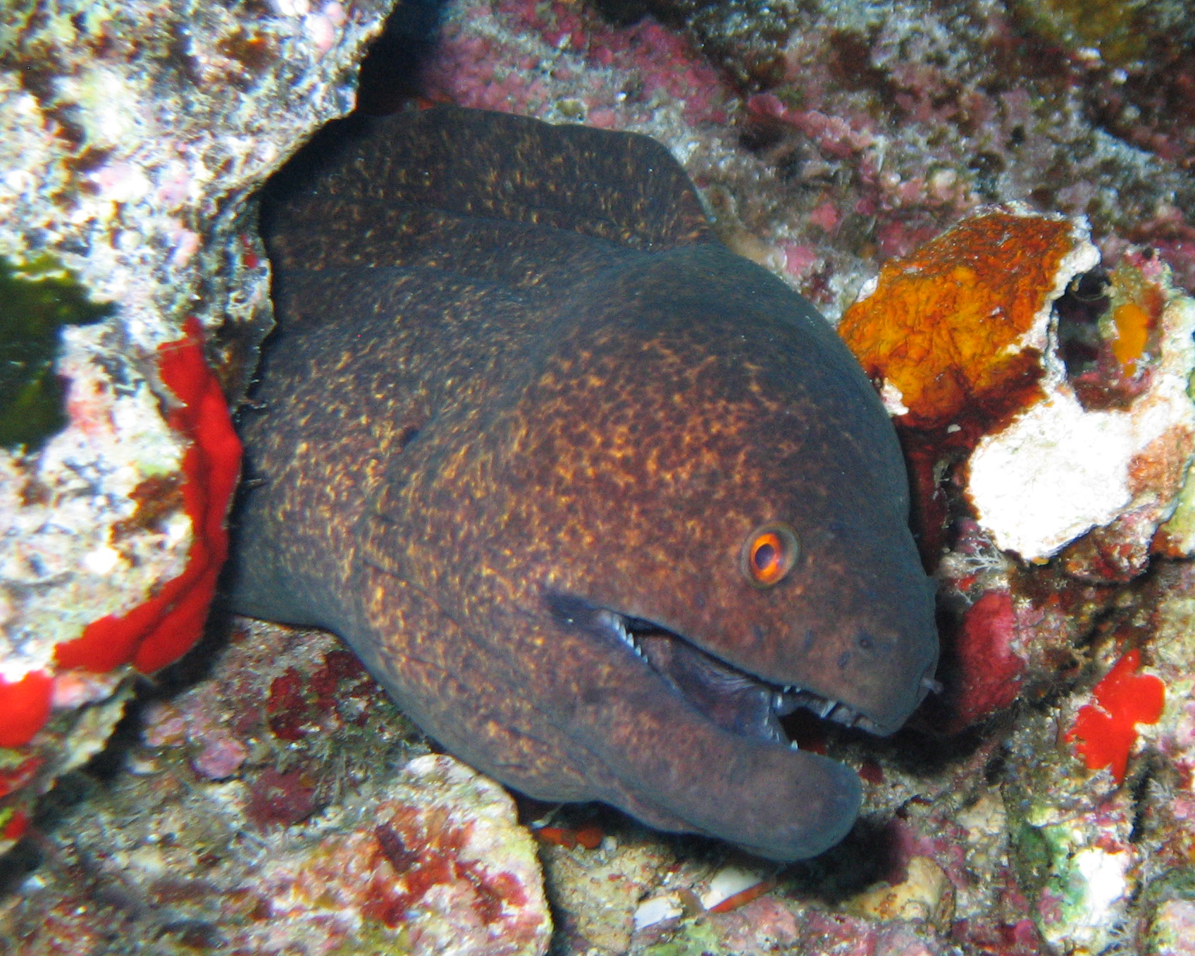 Yellow margin moray eel, Molokini backwall 2010