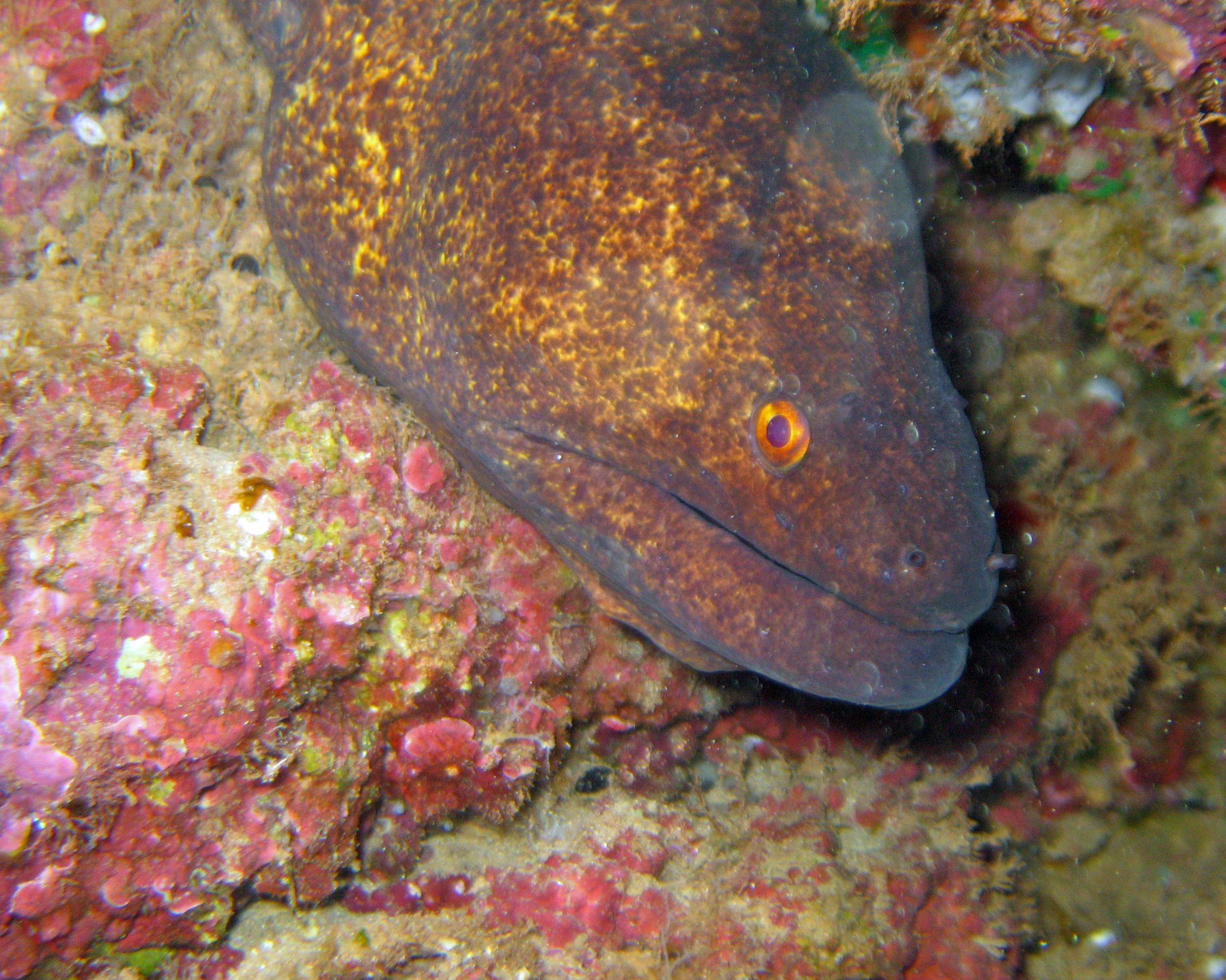 Yellow margin moray eel closeup, Kaui 2007.