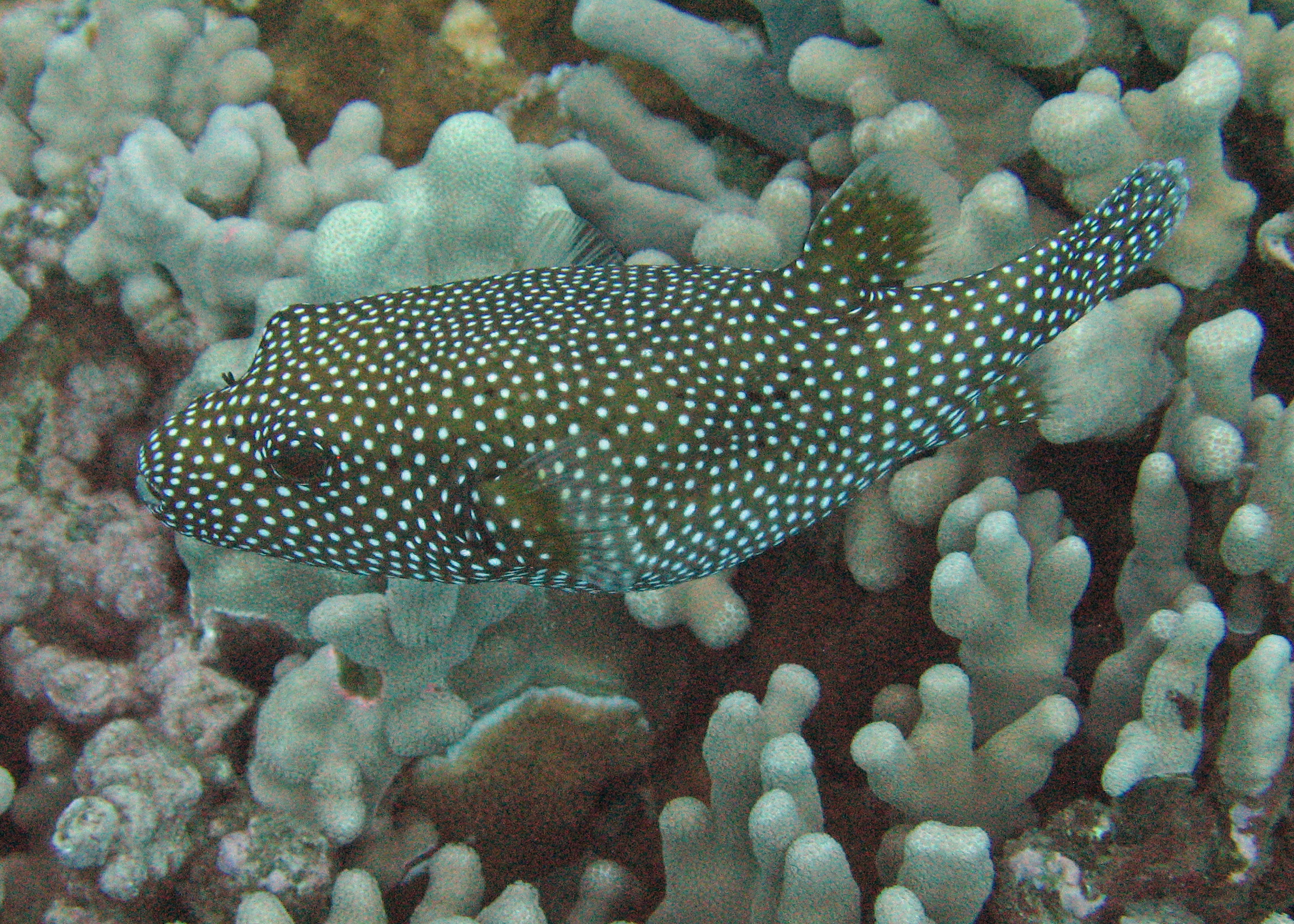 Guineafowl puffer fish, 2007.