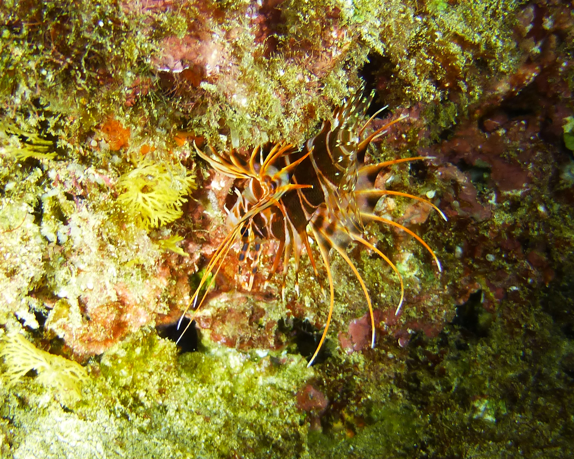 Hawaiian red lionfish aka turkeyfish, Maui 2021.