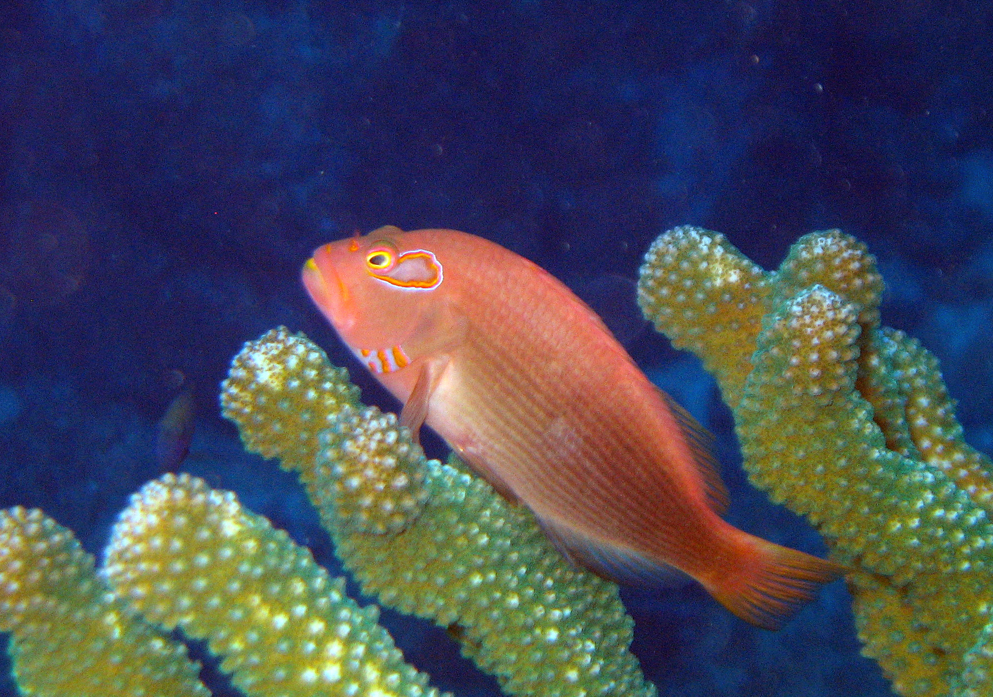 The arc-eye hawkfish, Kaui 2007.